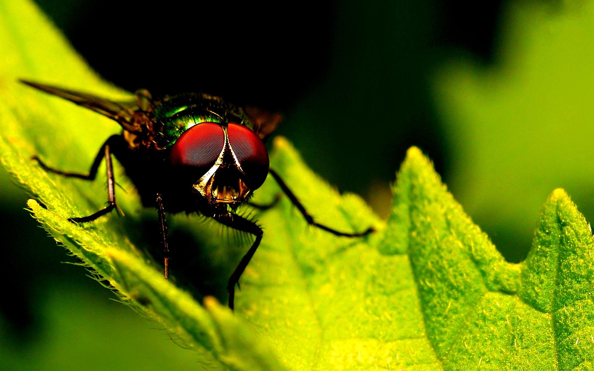 Download mobile wallpaper Animal, Fly for free.