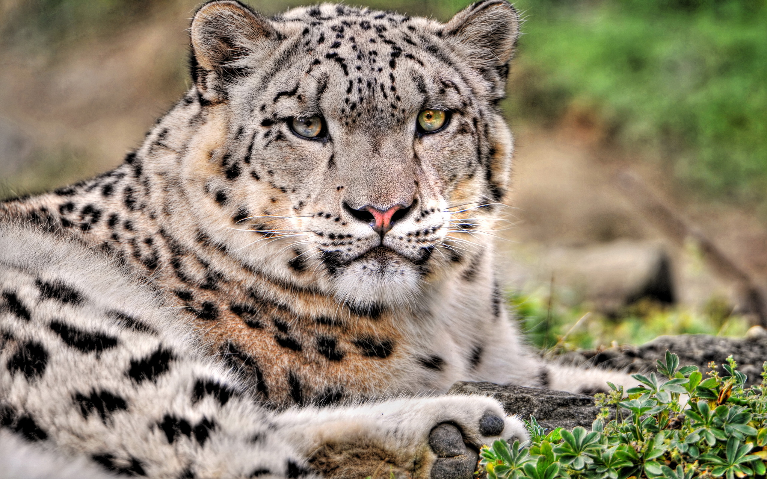 Descarga gratuita de fondo de pantalla para móvil de Animales, Gatos, De Cerca, Leopardo De Las Nieves.