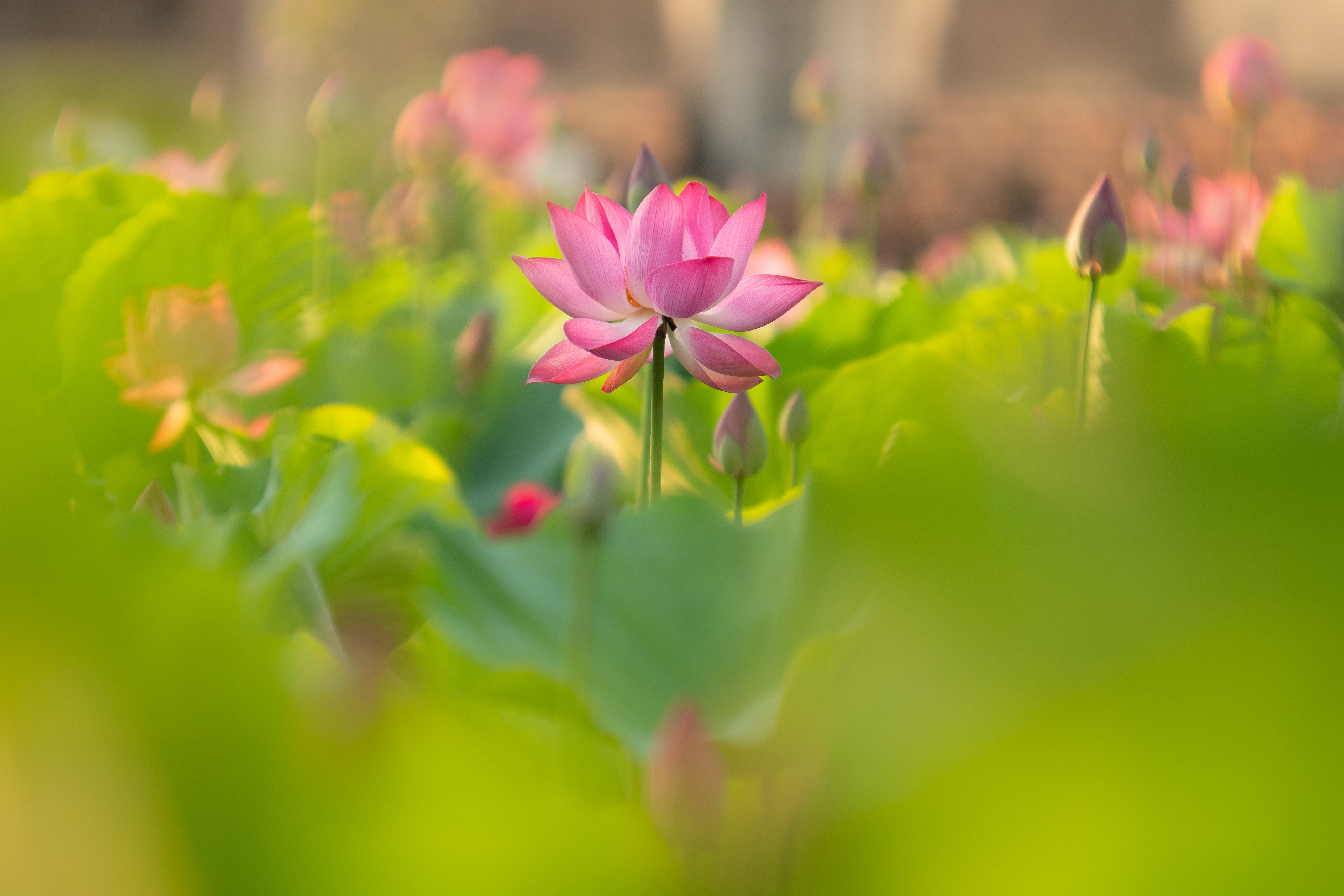 Téléchargez gratuitement l'image Fleurs, Lotus, Fleur, Terre/nature, Fleur Rose sur le bureau de votre PC