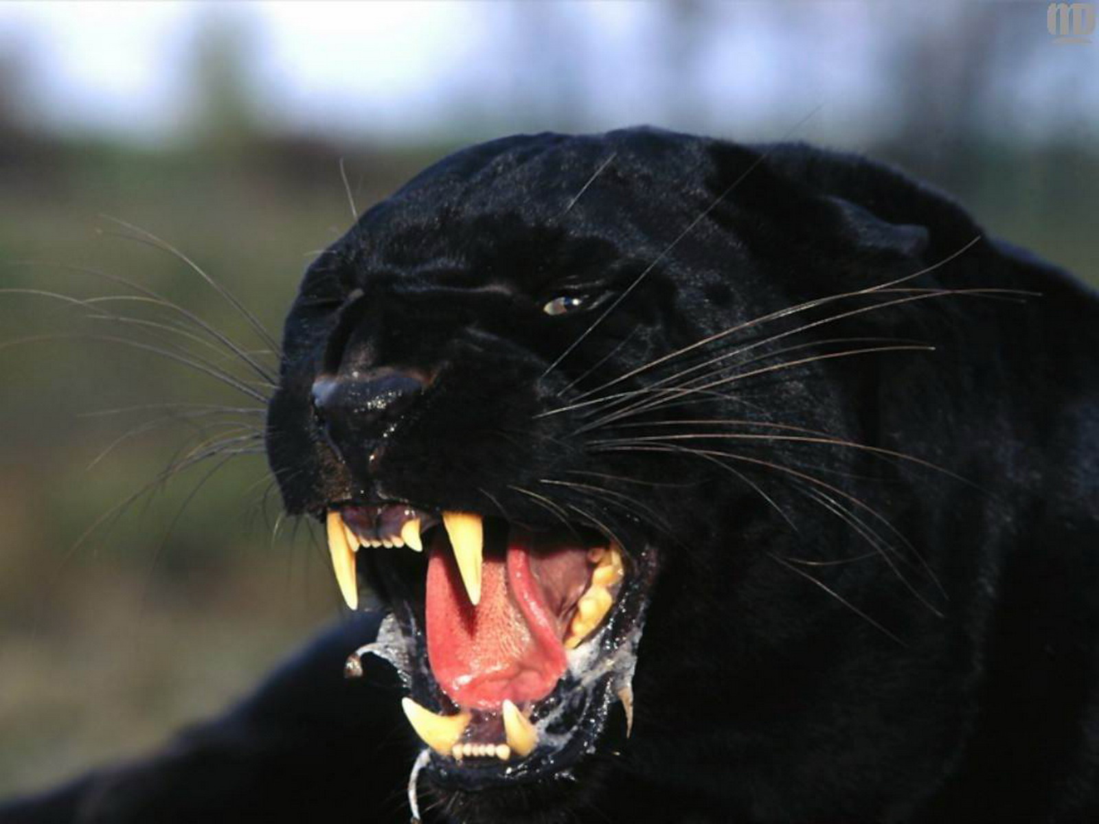 281772 Hintergrundbild herunterladen tiere, schwarzer panther, katzen - Bildschirmschoner und Bilder kostenlos