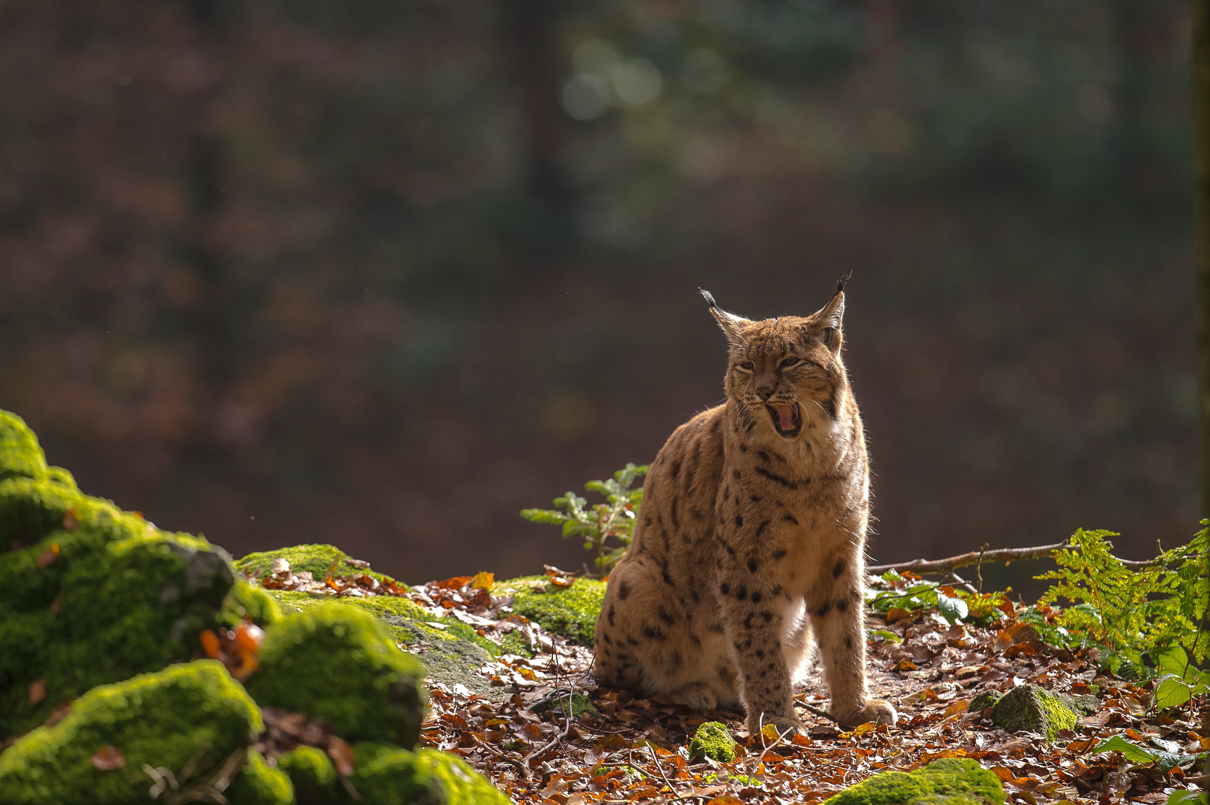 Descarga gratuita de fondo de pantalla para móvil de Animales, Gatos, Lince.