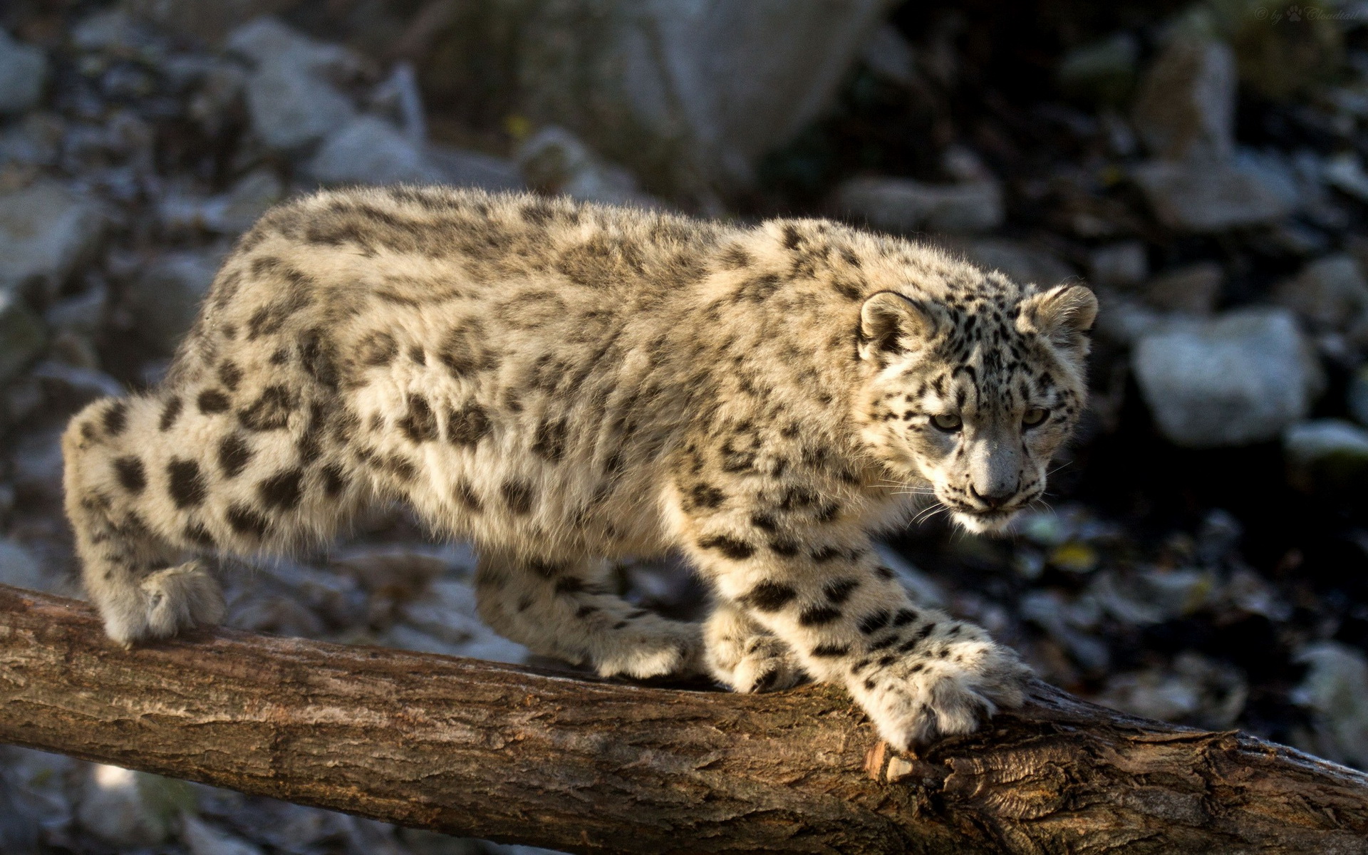 310850 descargar fondo de pantalla leopardo de las nieves, animales, gatos: protectores de pantalla e imágenes gratis