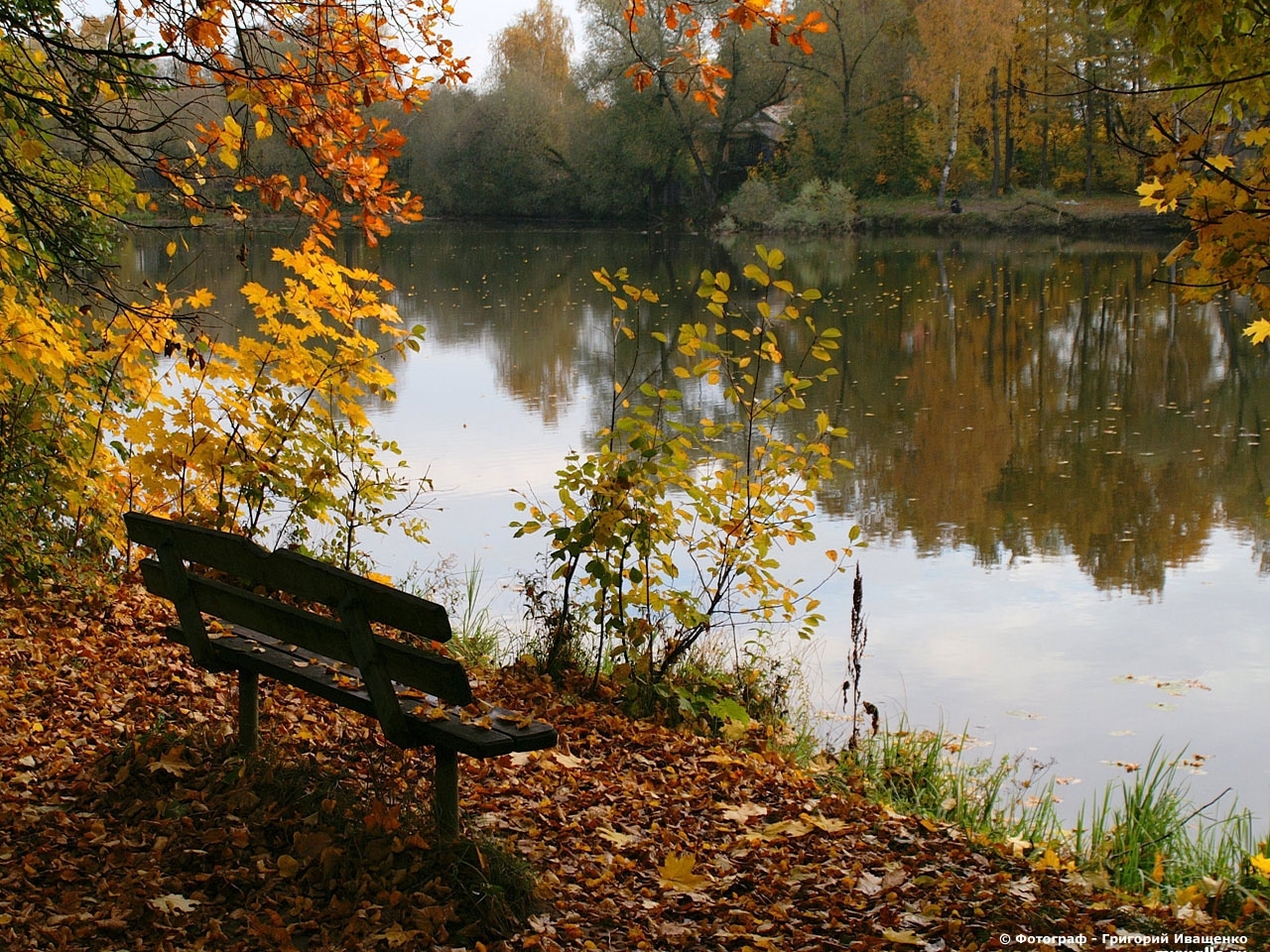 無料モバイル壁紙風景, 川, 木, 葉, 秋をダウンロードします。