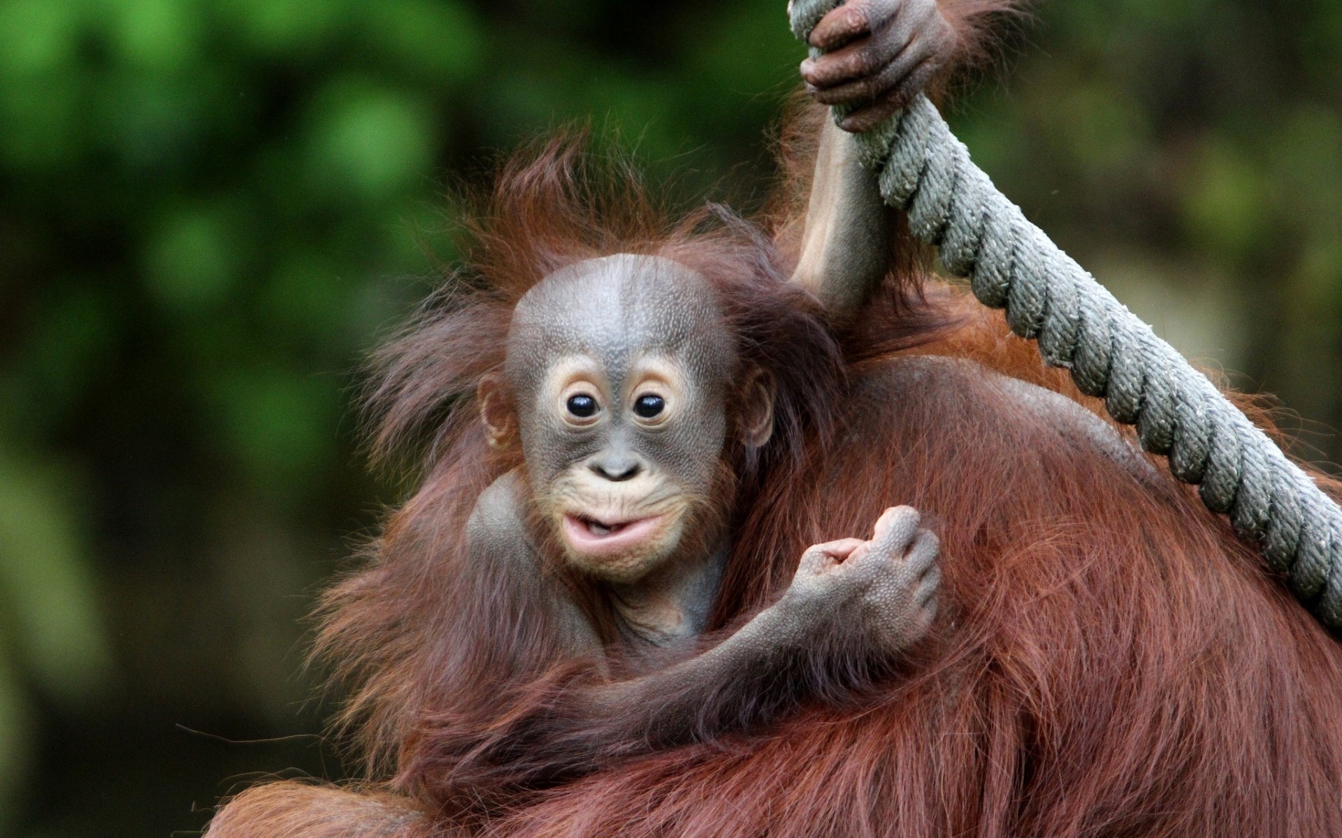 280467 télécharger le fond d'écran animaux, orang outan, singes - économiseurs d'écran et images gratuitement
