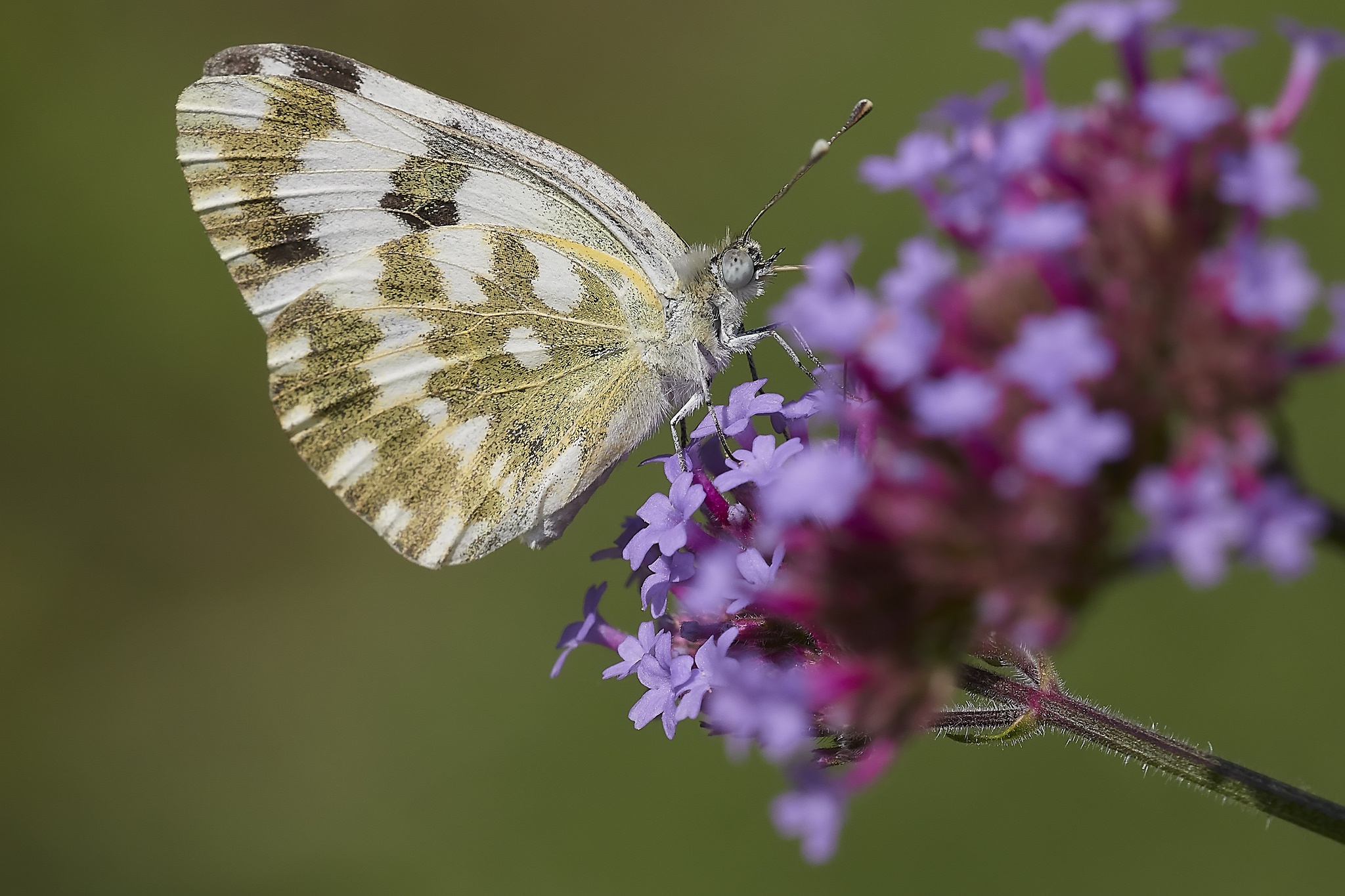 Download mobile wallpaper Flower, Macro, Insect, Butterfly, Animal for free.