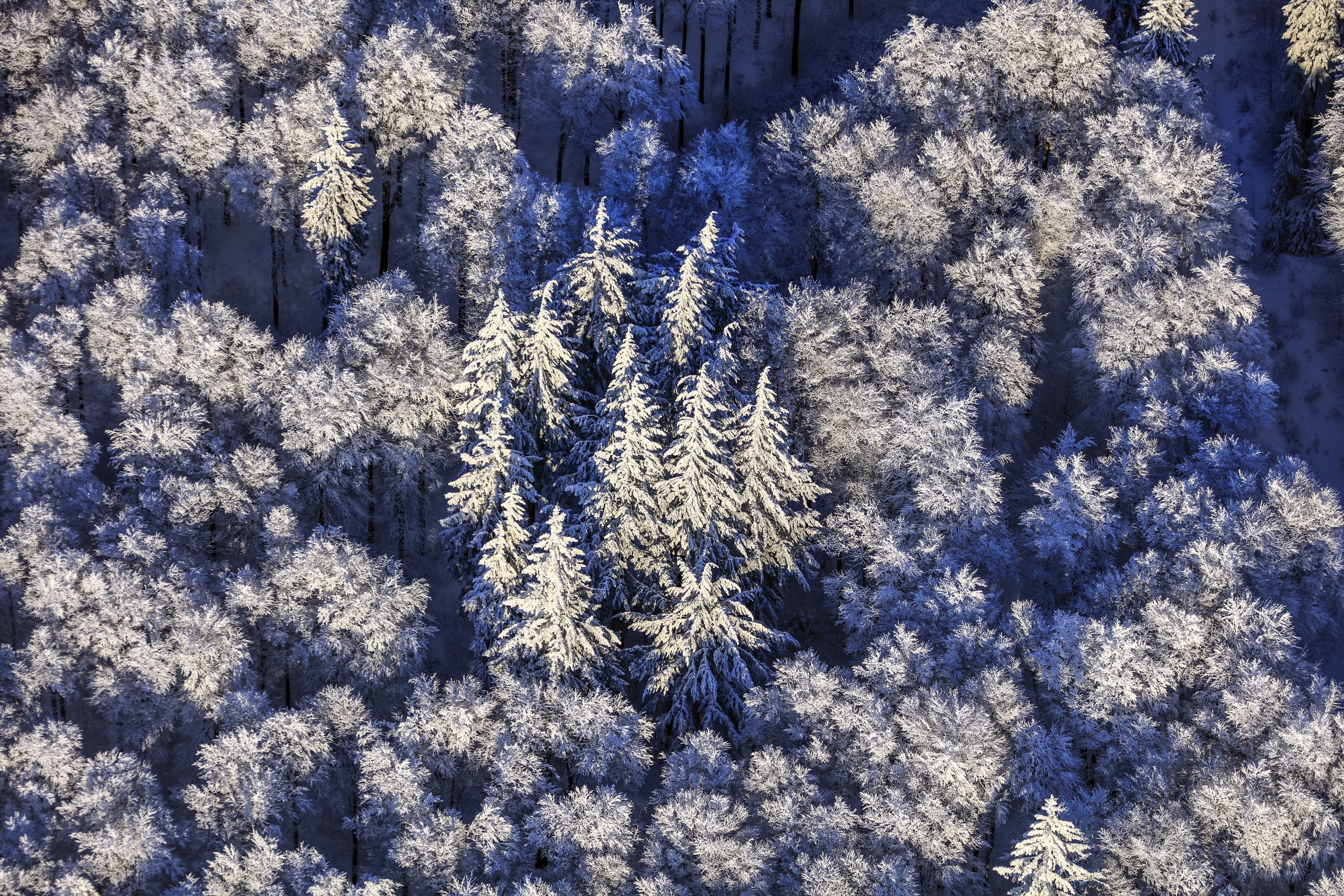 Free download wallpaper Winter, Nature, Forest, Tree, Earth, Aerial on your PC desktop