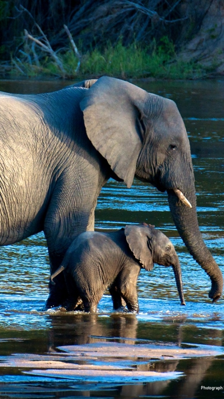 Скачати мобільні шпалери Слони, Тварина, Слон, Африканський Чагарниковий Слон безкоштовно.