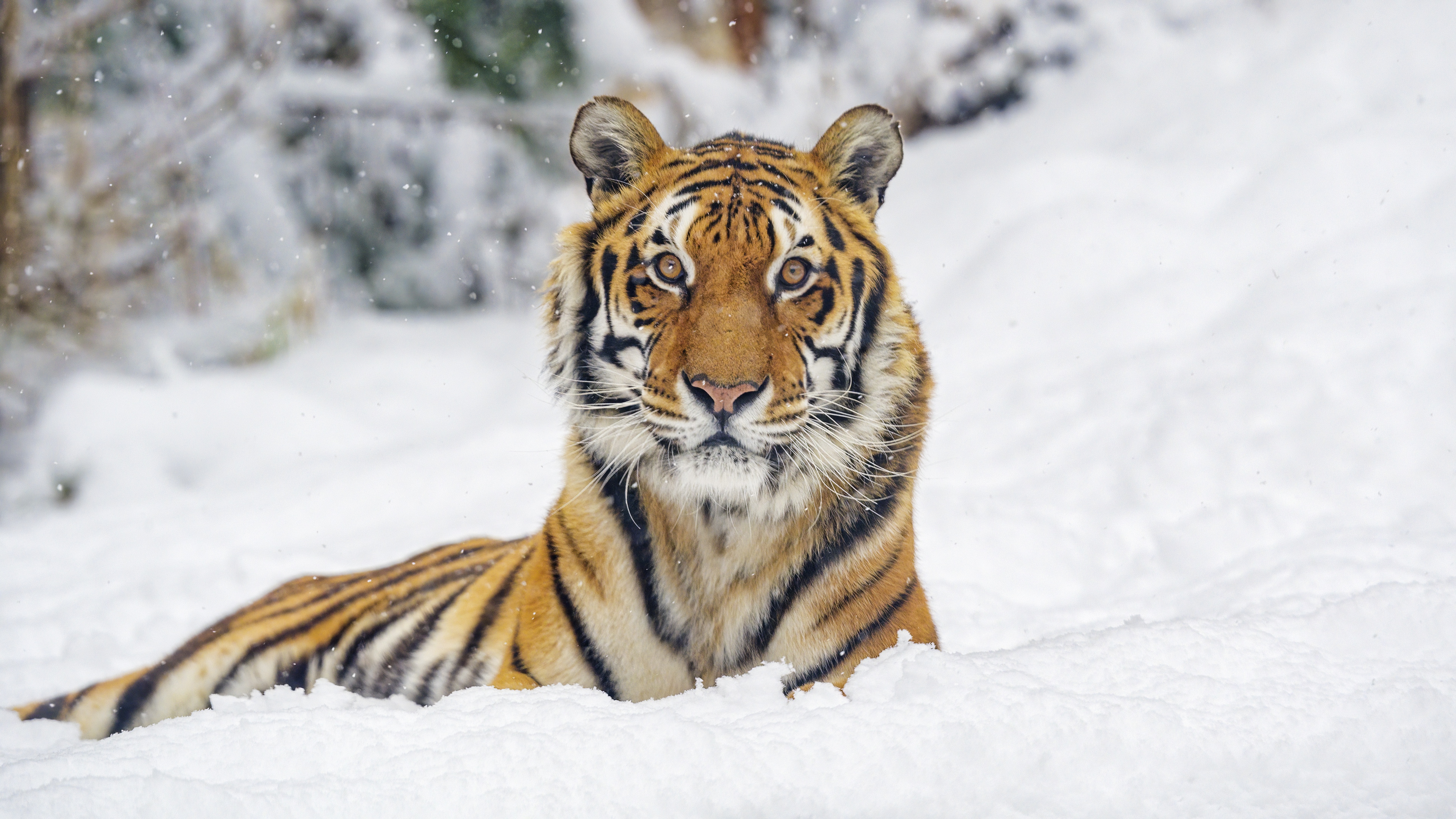 Download mobile wallpaper Winter, Cats, Tiger, Animal for free.
