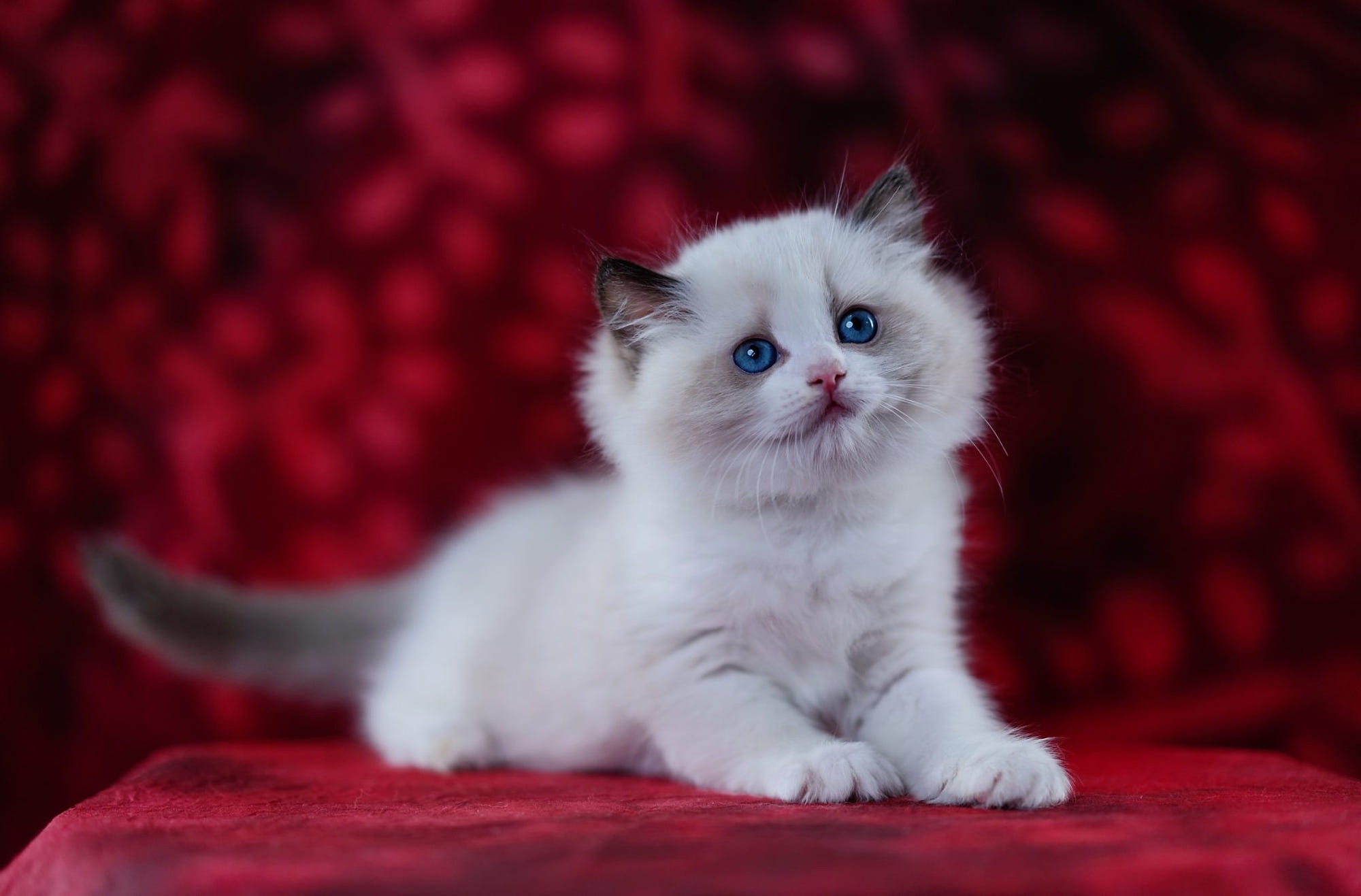 Téléchargez gratuitement l'image Animaux, Chats, Chat, Chaton, Bébé Animal sur le bureau de votre PC