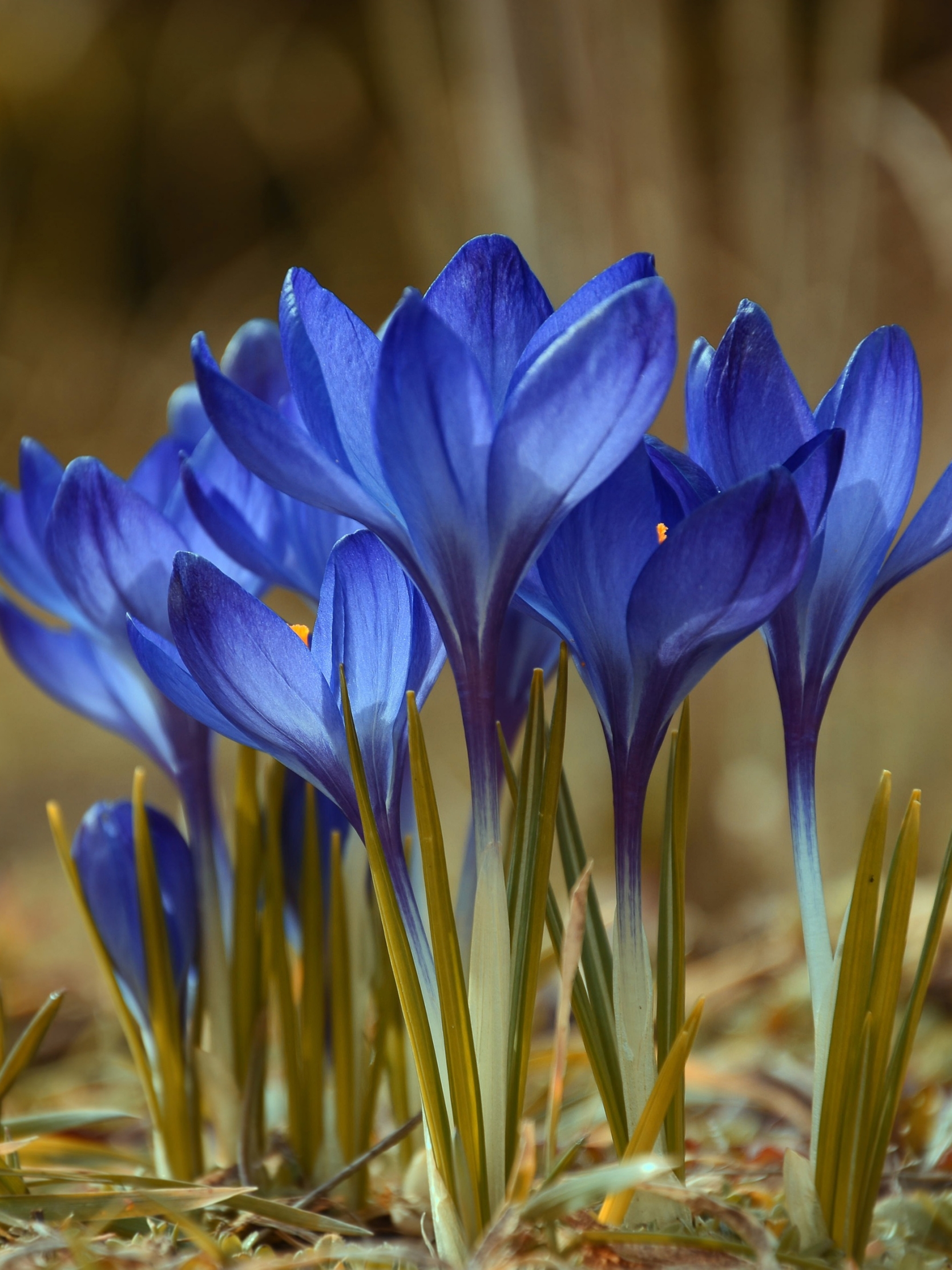 Descarga gratis la imagen Flores, Flor, Primavera, Azafrán, Tierra/naturaleza en el escritorio de tu PC