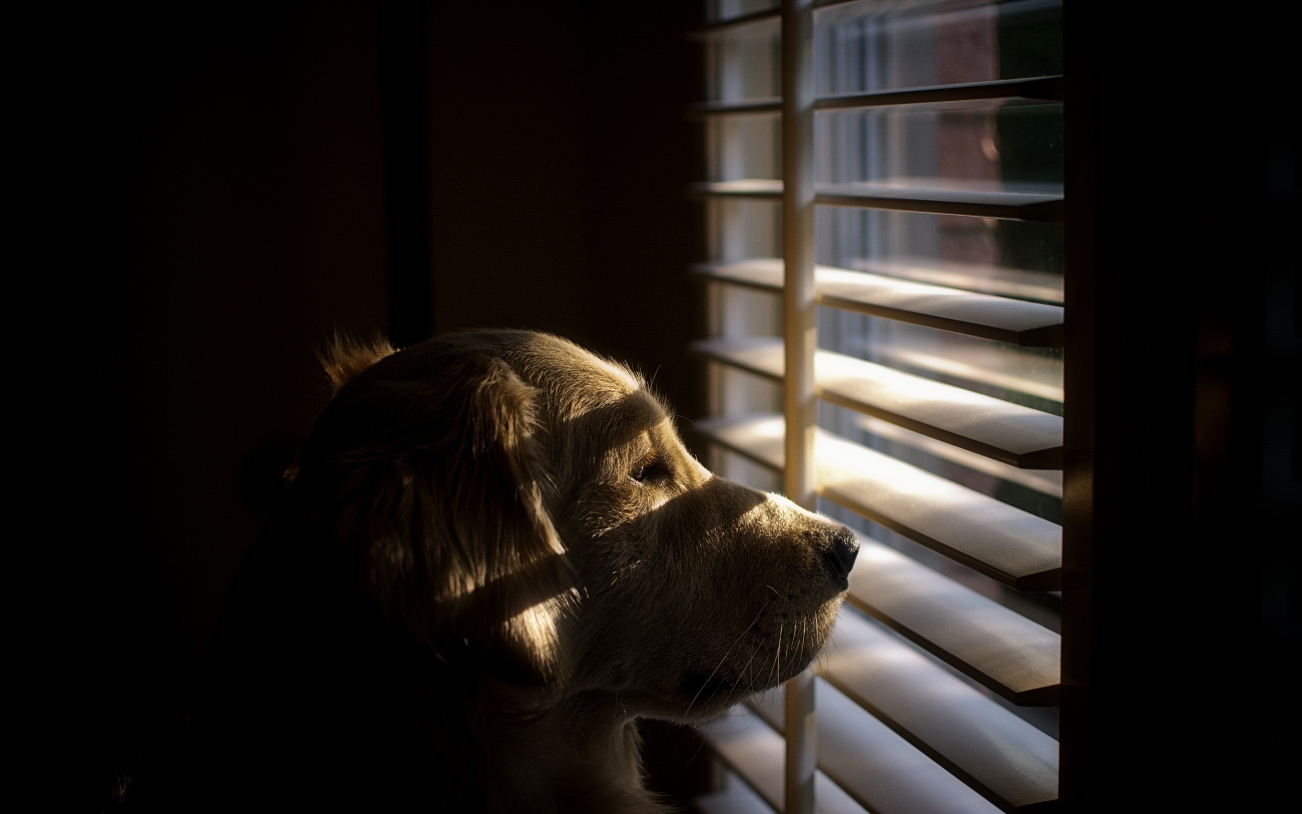 Baixe gratuitamente a imagem Animais, Cães, Cão na área de trabalho do seu PC