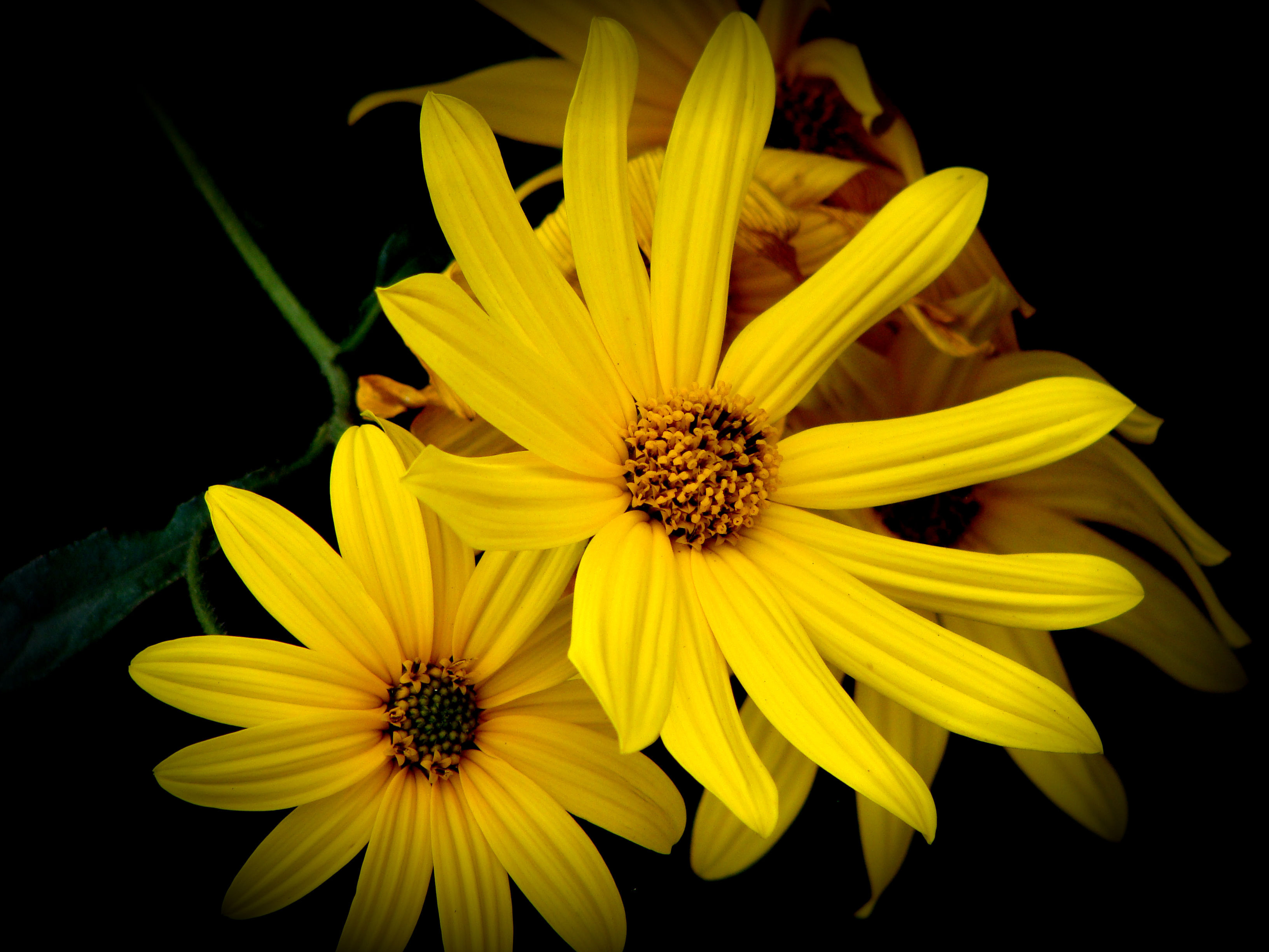 Laden Sie das Blumen, Blume, Gänseblümchen, Gelbe Blume, Erde/natur-Bild kostenlos auf Ihren PC-Desktop herunter
