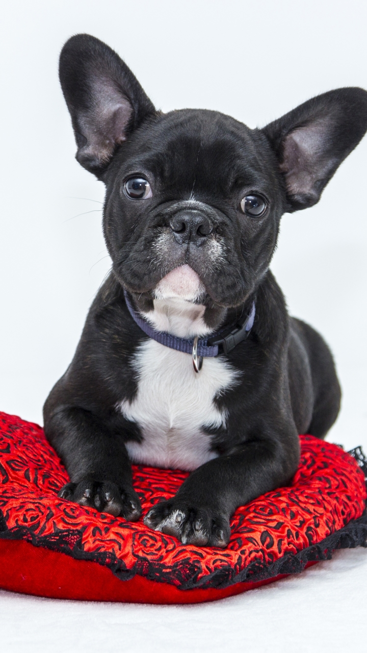 Download mobile wallpaper Dogs, Dog, Animal, French Bulldog, Cushion for free.