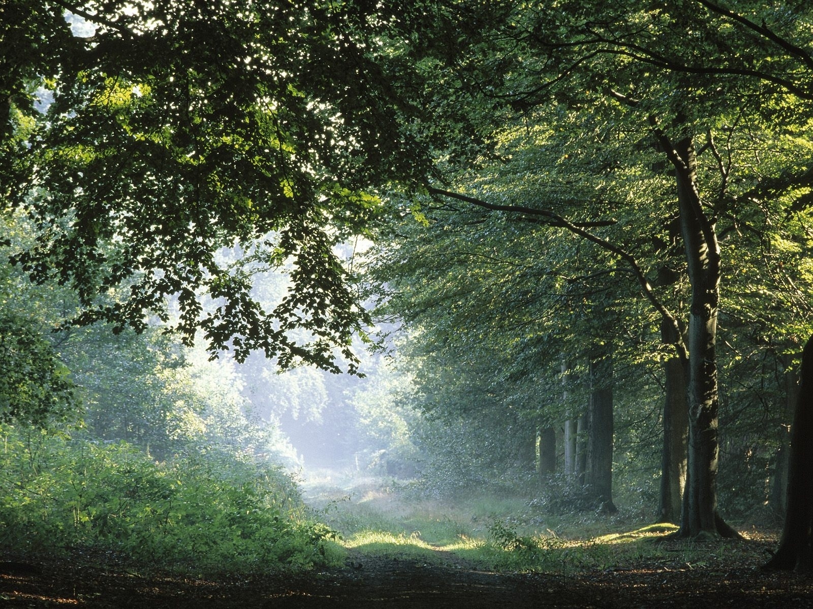 Téléchargez gratuitement l'image Forêt, Arbre, La Nature, Terre/nature sur le bureau de votre PC