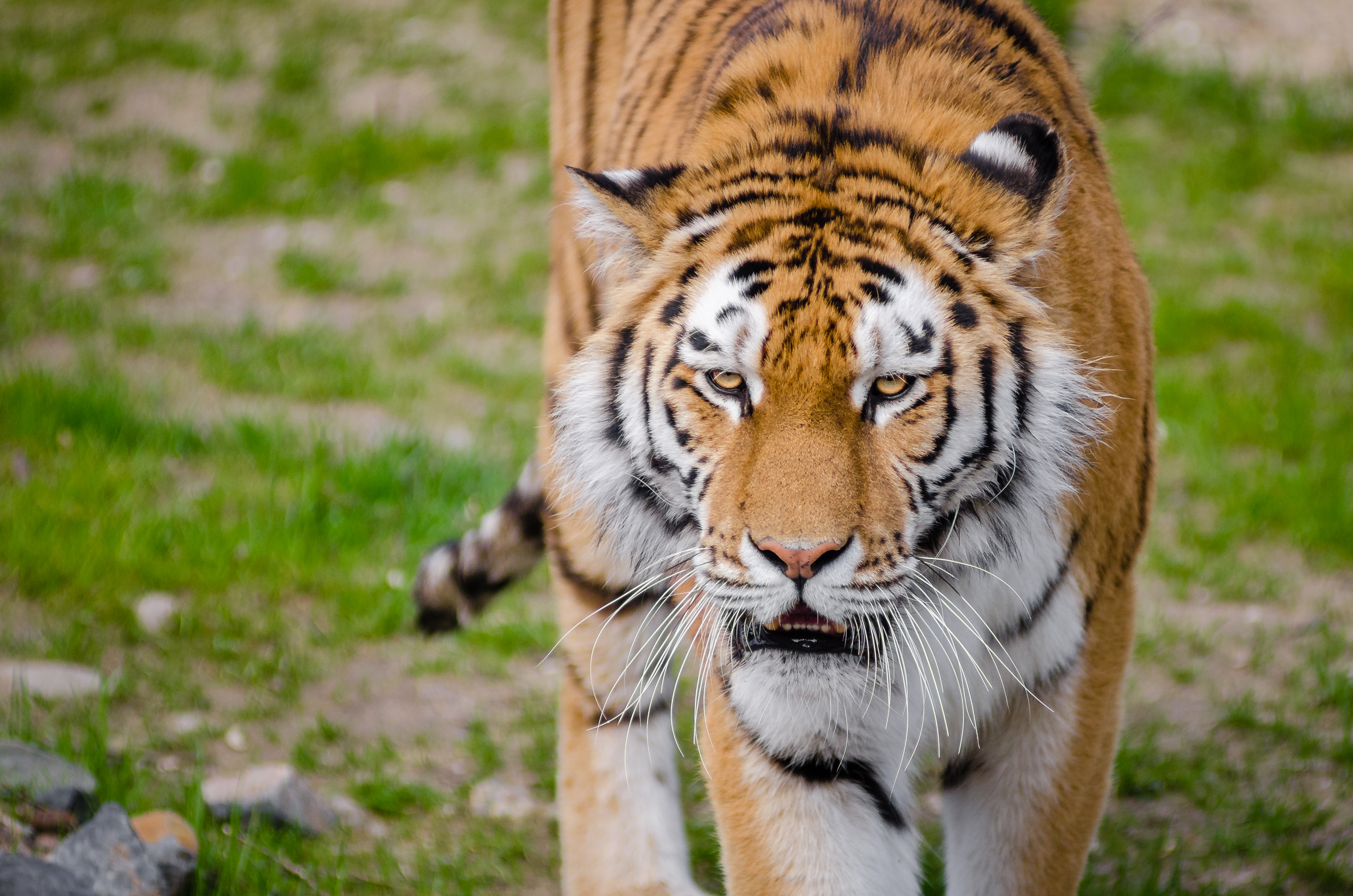 grin, animals, predator, big cat, sight, opinion, tiger phone background