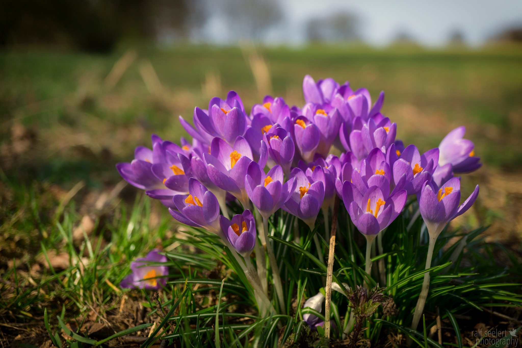 Handy-Wallpaper Natur, Blumen, Blume, Krokus, Lila Blume, Erde/natur, Tiefenschärfe kostenlos herunterladen.