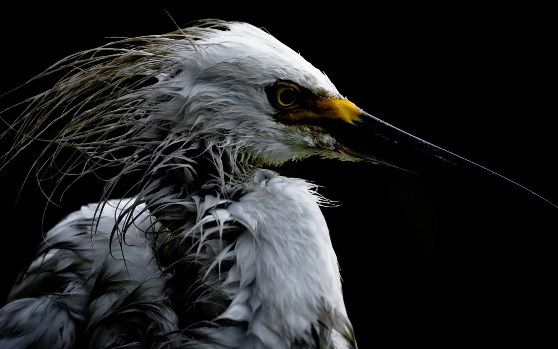 Baixar papel de parede para celular de Animais, Aves, Pássaro gratuito.