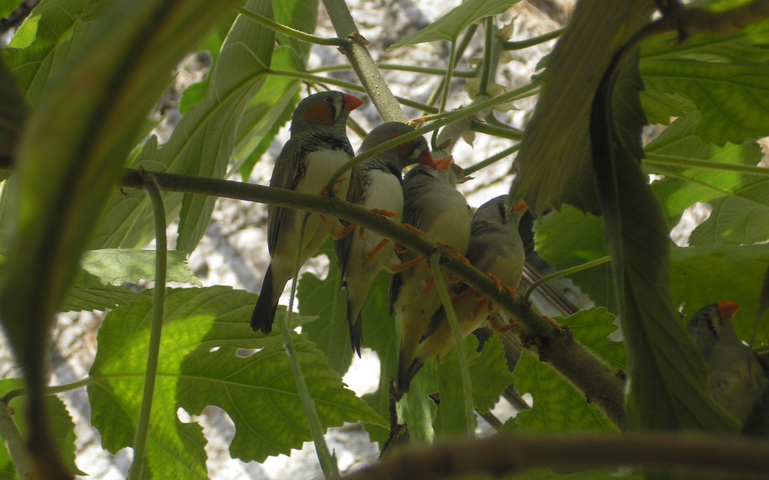 Baixar papel de parede para celular de Pássaro, Aves, Animais gratuito.