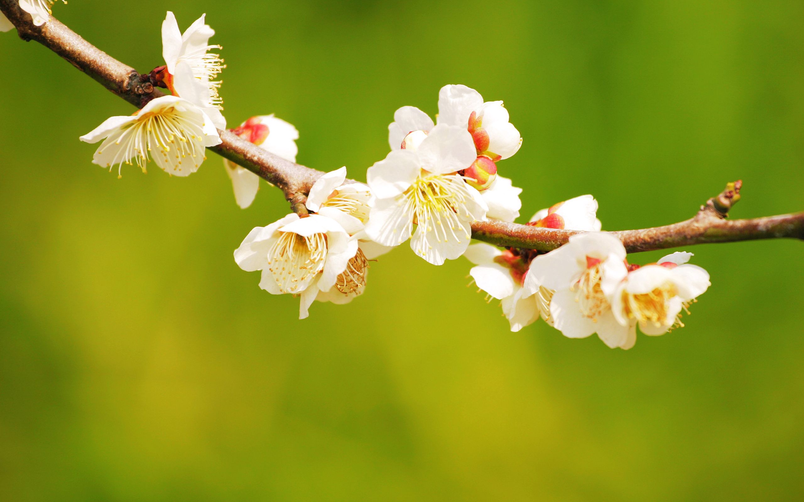 無料モバイル壁紙大きい, 枝, 咲く, フラワーズ, マクロ, ブランチ, 開花, 春をダウンロードします。
