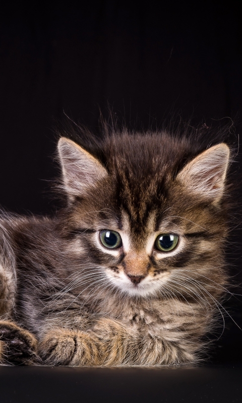 Baixar papel de parede para celular de Animais, Gatos, Gato gratuito.