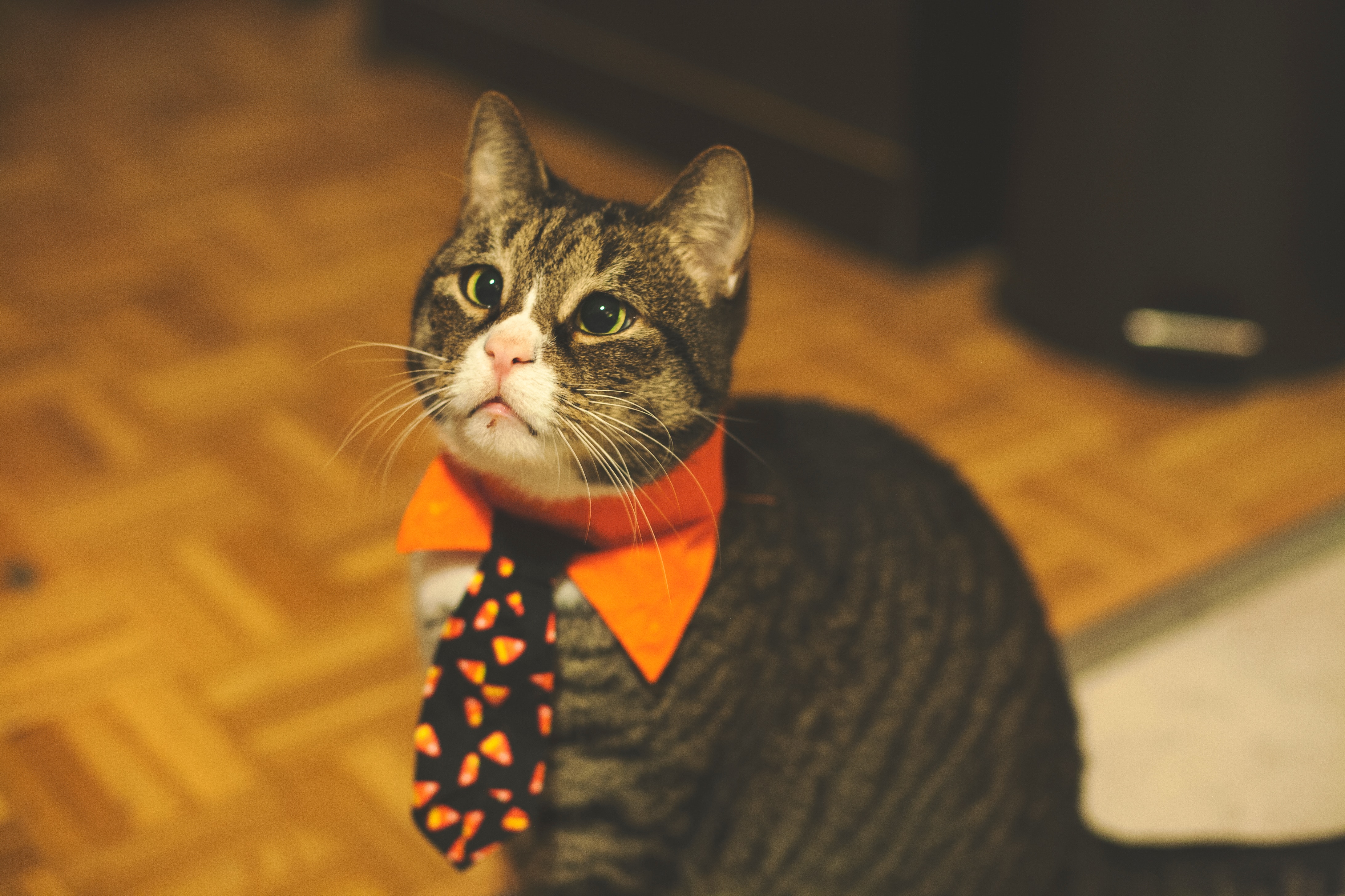 143108 завантажити картинку тварини, кіт, кішка, вихованець, пет, кумедний, смішний, краватка - шпалери і заставки безкоштовно