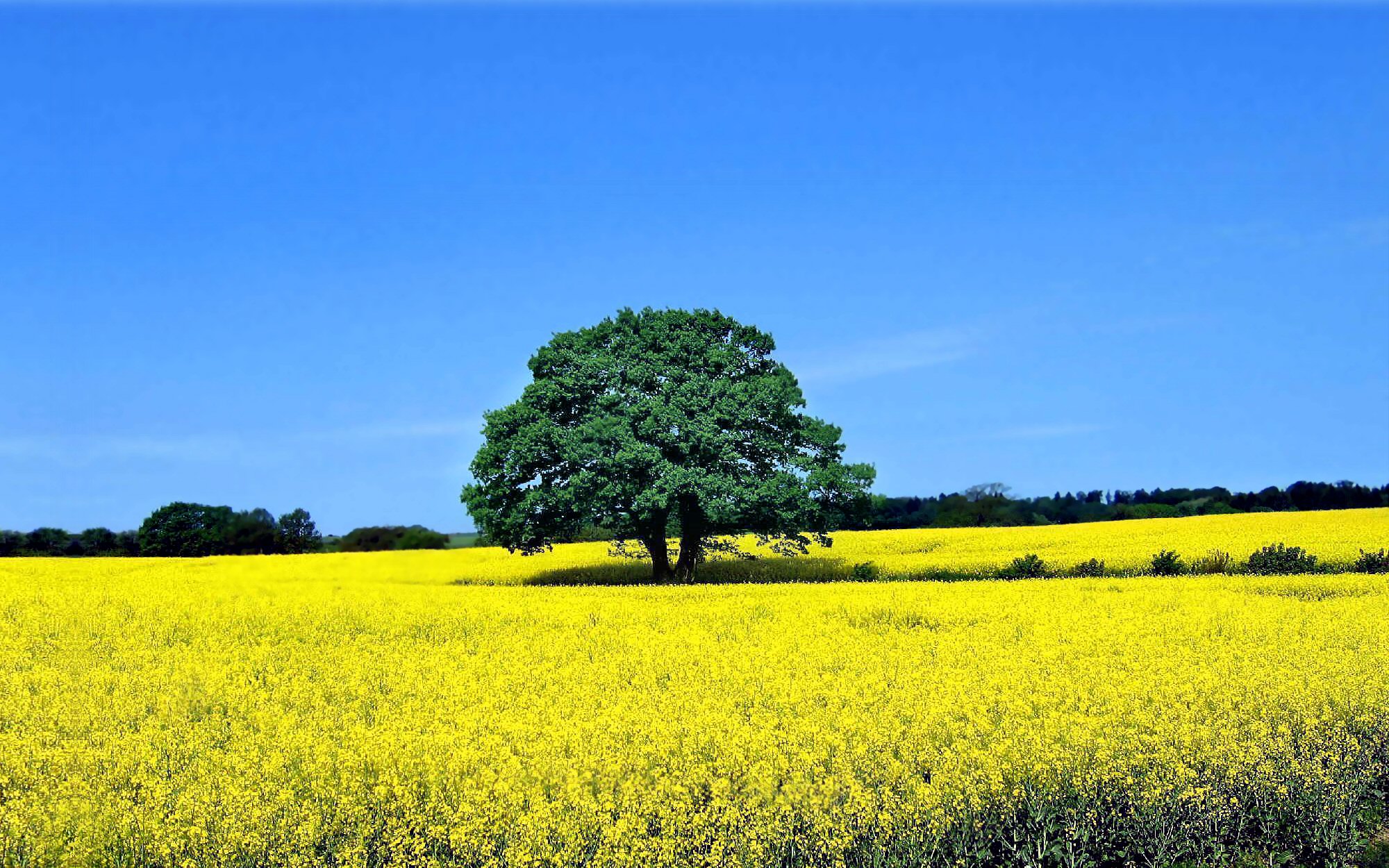 295365 скачать обои лето, желтый цветок, луга, поле, солнечно, деревья, дерево, земля/природа, небо - заставки и картинки бесплатно