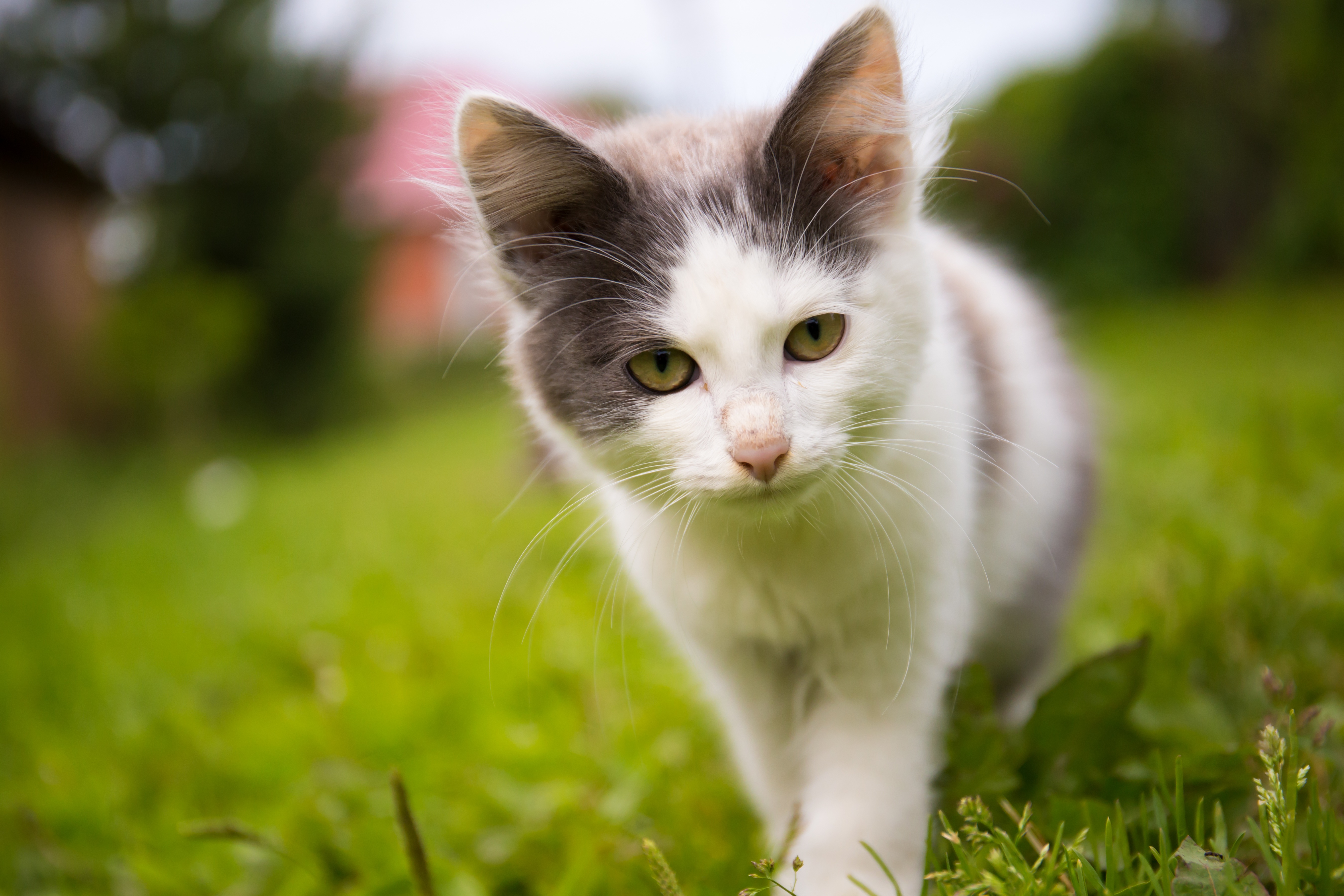 Free download wallpaper Cats, Cat, Kitten, Animal, Baby Animal, Depth Of Field on your PC desktop