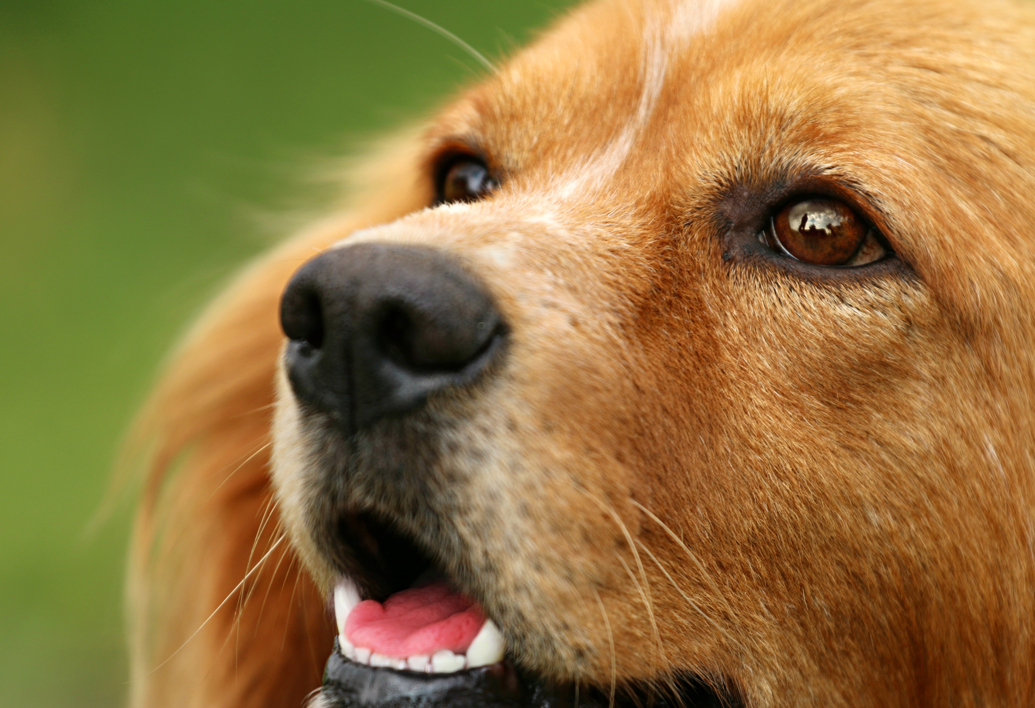 Téléchargez des papiers peints mobile Animaux, Chiens, Chien, Museau, Fermer gratuitement.