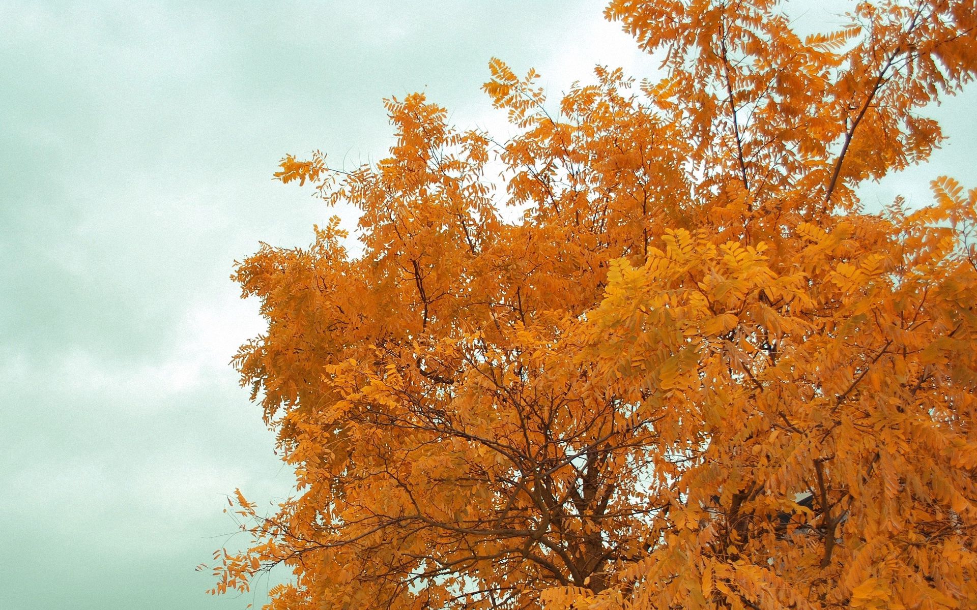 Скачать картинку Деревья, Природа, Небо, Ветки, Осень в телефон бесплатно.