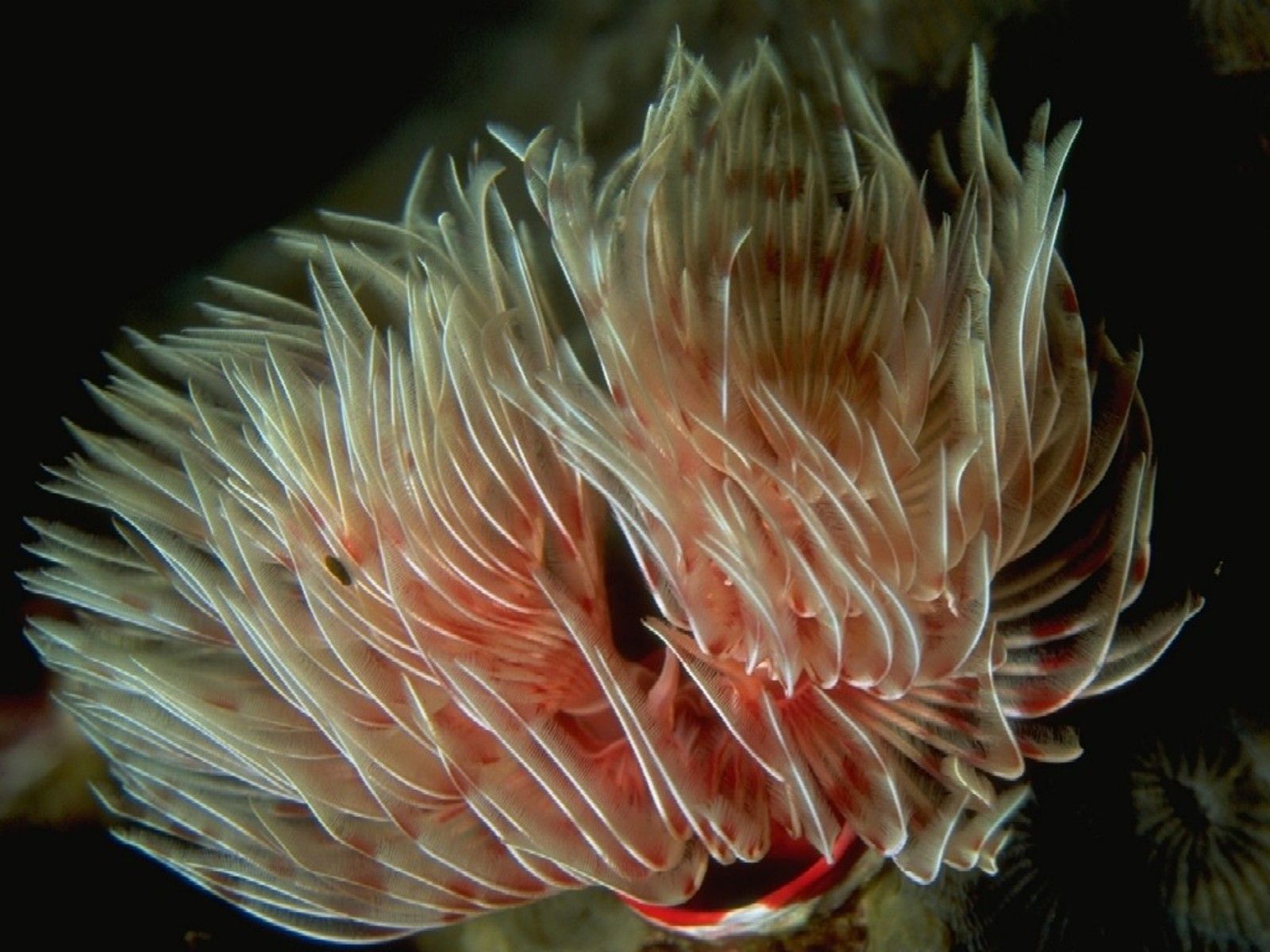 Descarga gratuita de fondo de pantalla para móvil de Animales, Gusano De Mar.