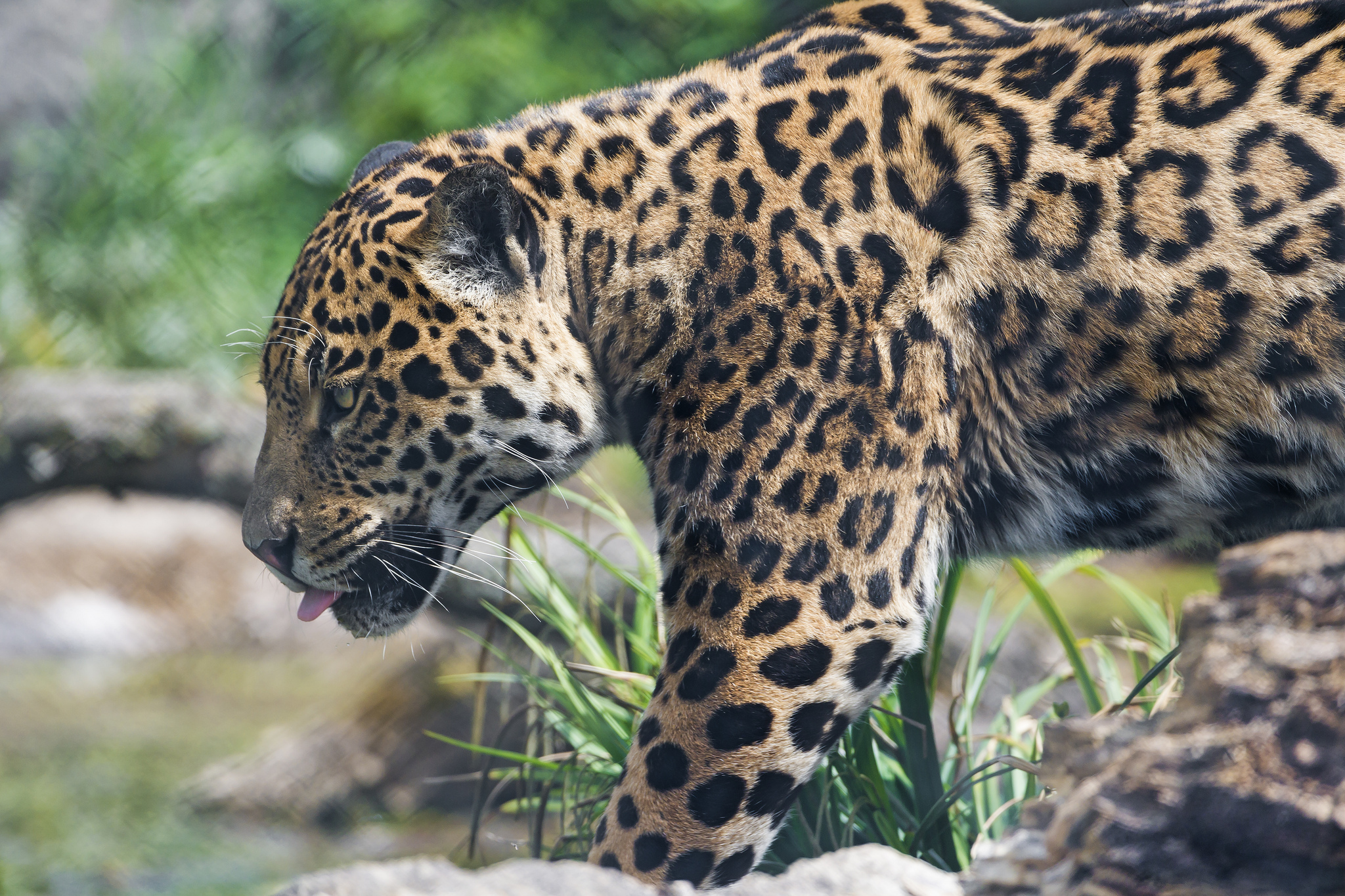 Handy-Wallpaper Jaguar, Katzen, Tiere kostenlos herunterladen.