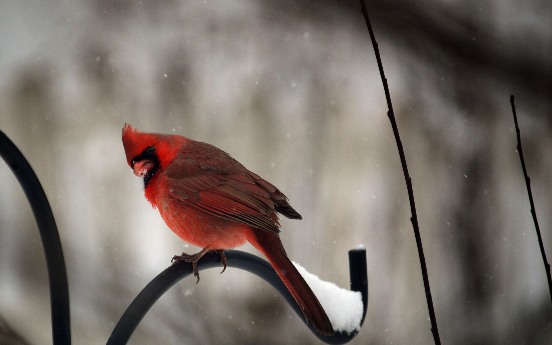 312503 Hintergrundbild herunterladen tiere, kardinal, vögel - Bildschirmschoner und Bilder kostenlos
