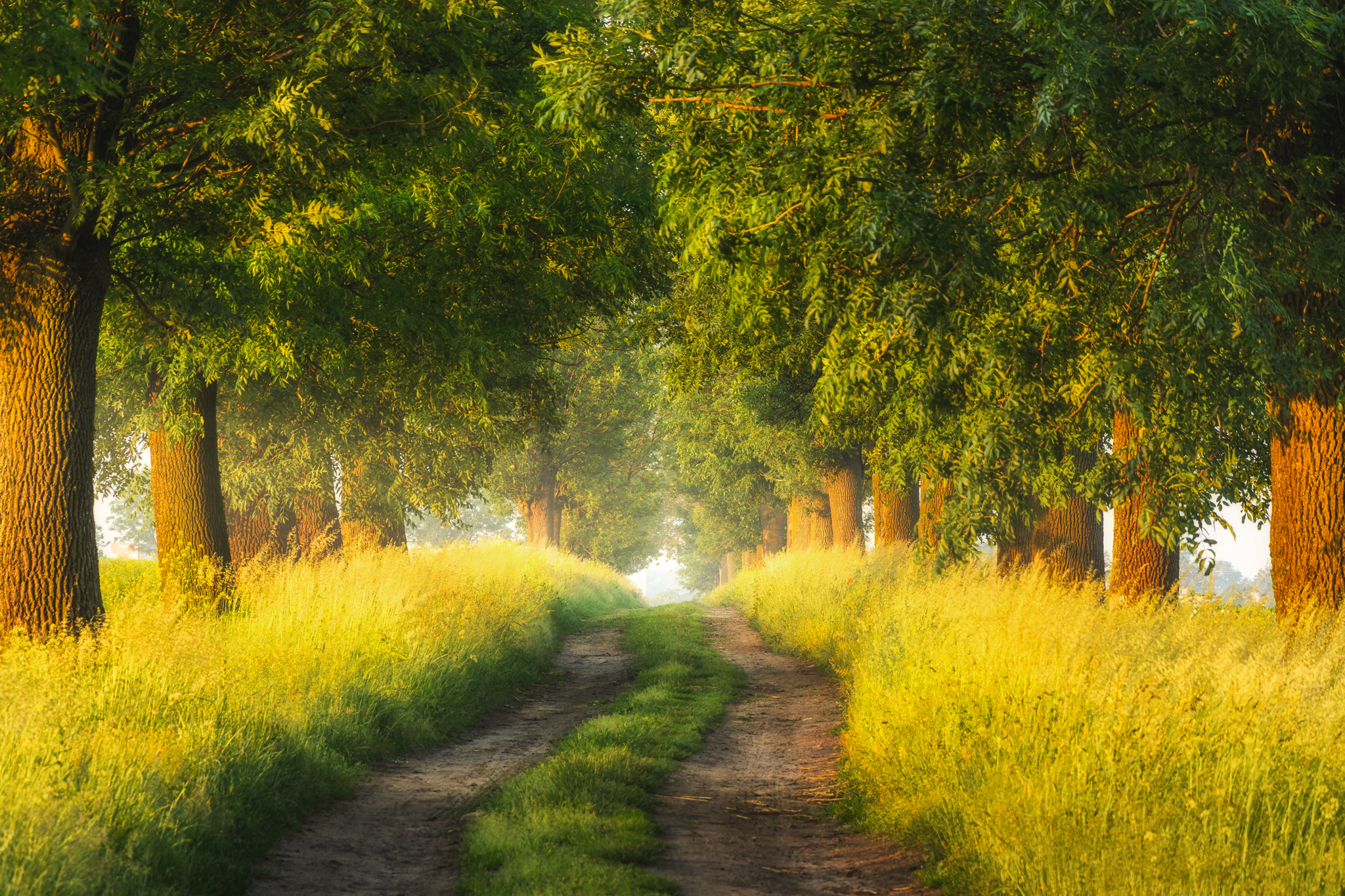 Free download wallpaper Grass, Forest, Earth, Path, Greenery on your PC desktop