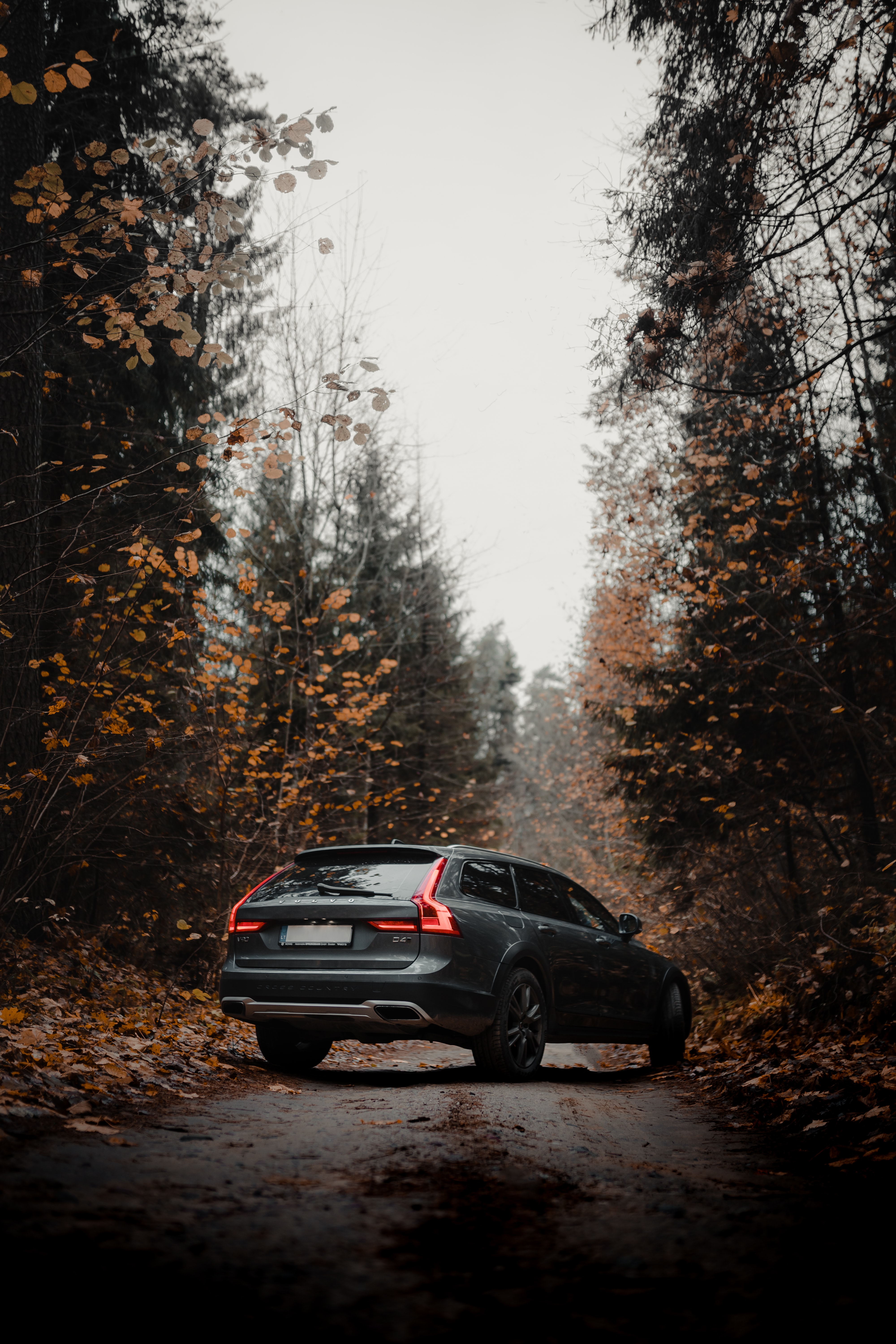 volvo, volvo v90, autumn, cars, forest, car, grey
