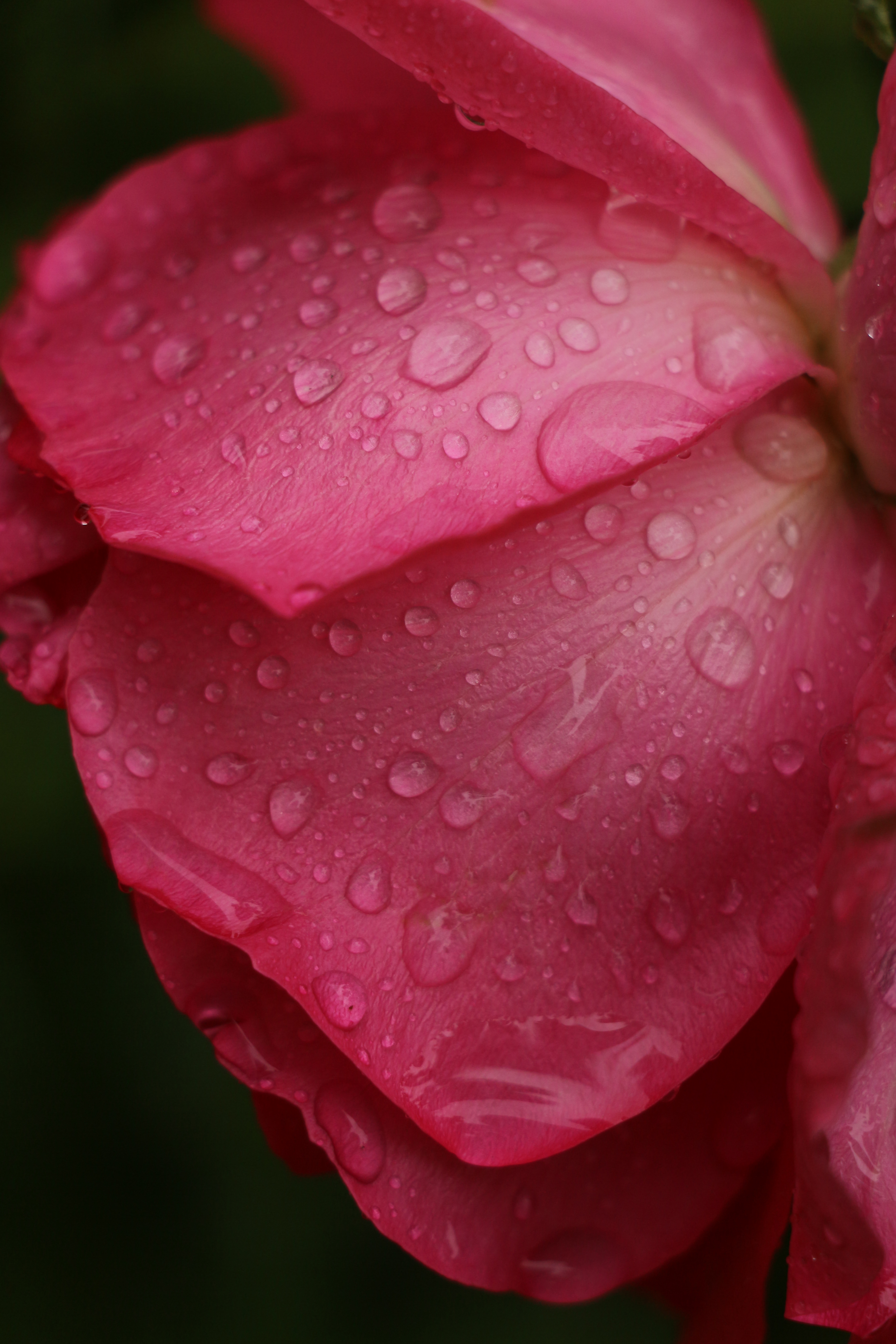 Free download wallpaper Flower, Macro, Flowers, Rose Flower, Rose, Drops, Petals on your PC desktop