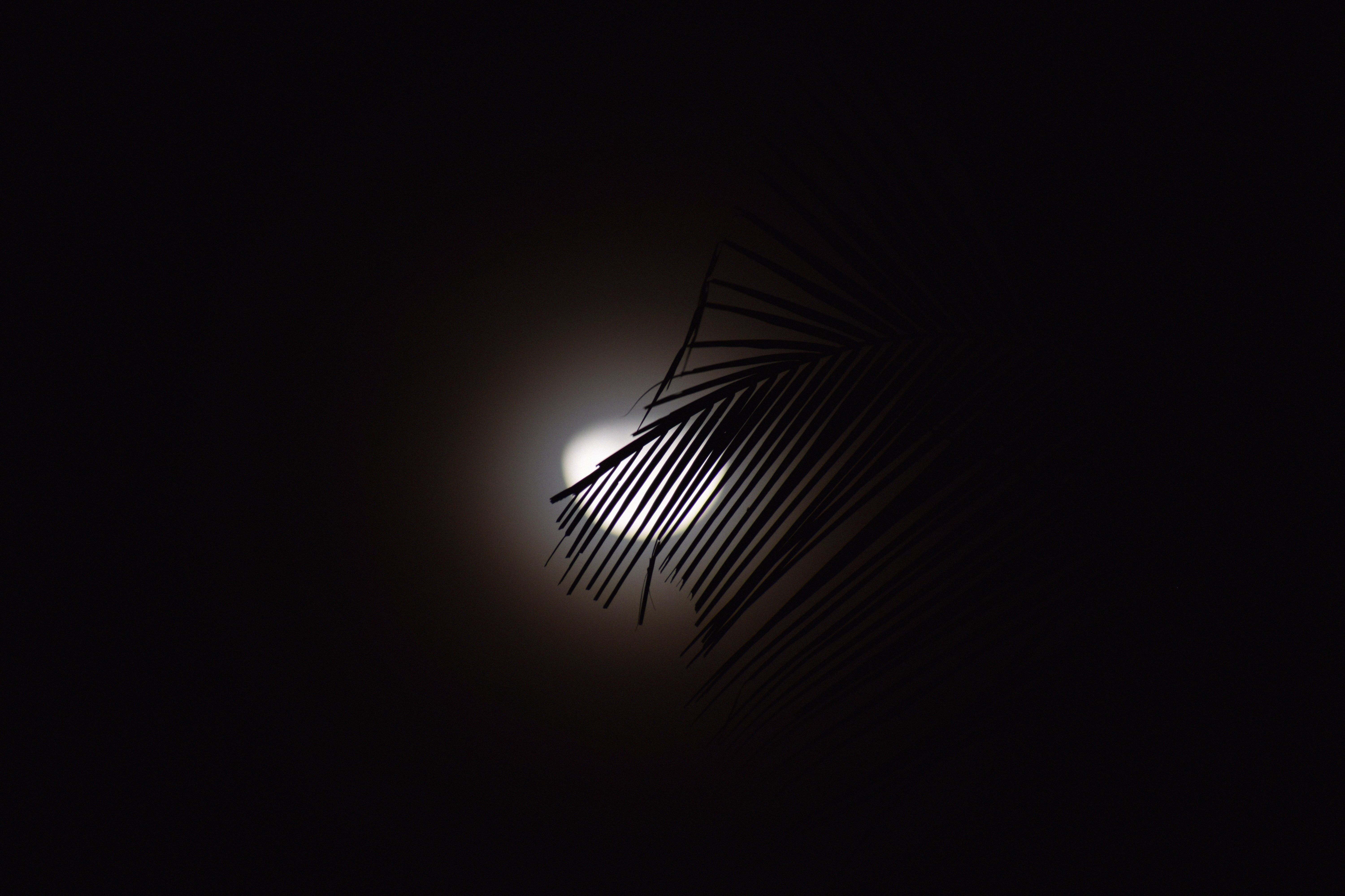 Free download wallpaper Branch, Dark, Silhouette, Moon on your PC desktop