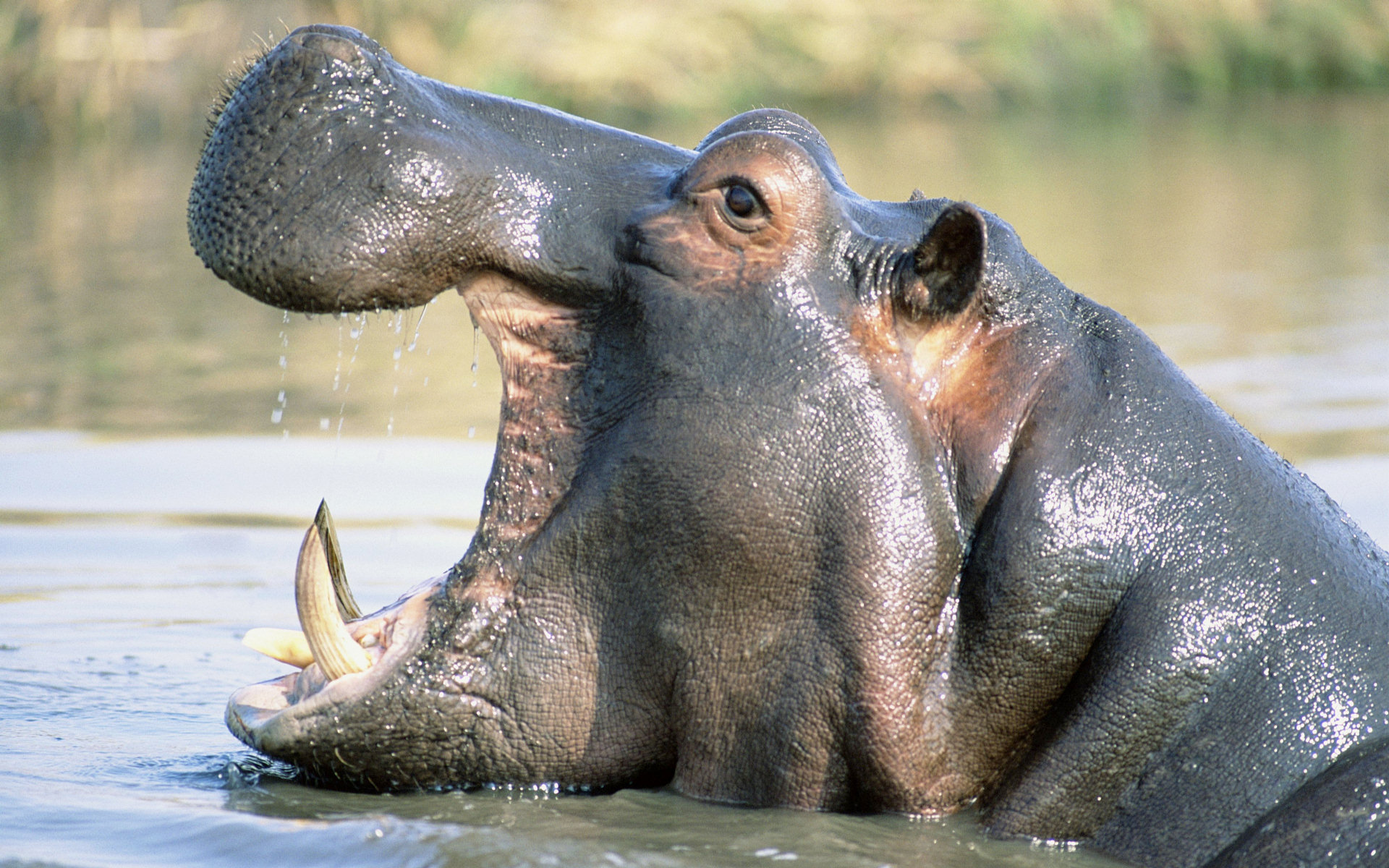 526223 descargar imagen animales, hipopótamo: fondos de pantalla y protectores de pantalla gratis