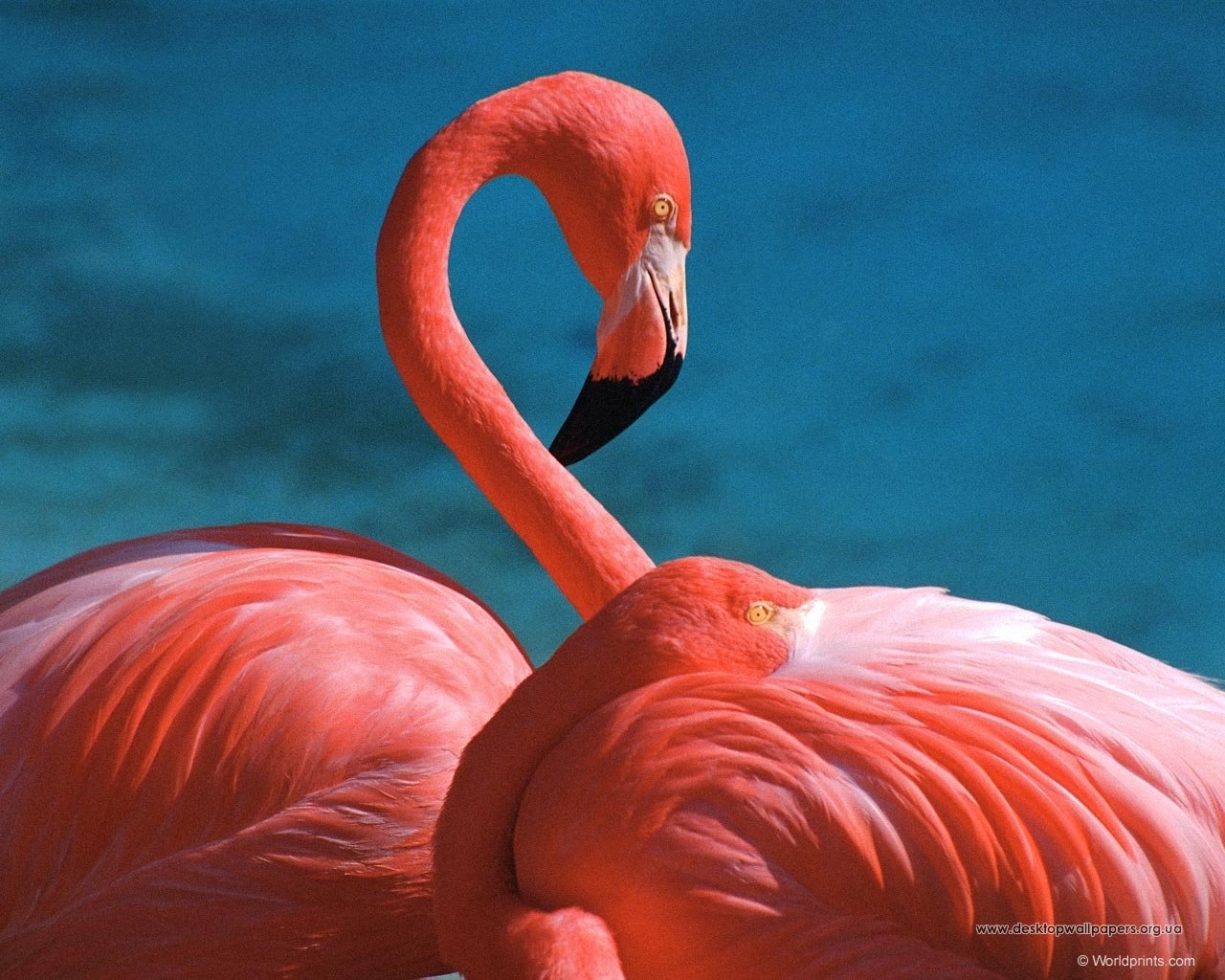 flamingo, animals, birds, red cellphone