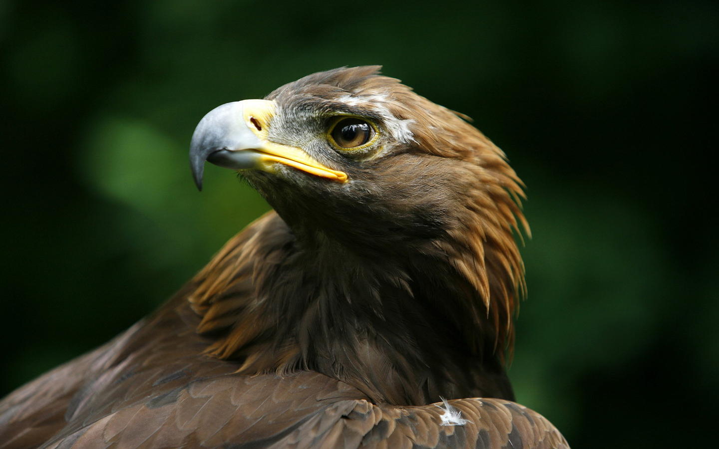 Download mobile wallpaper Birds, Animal, Eagle for free.