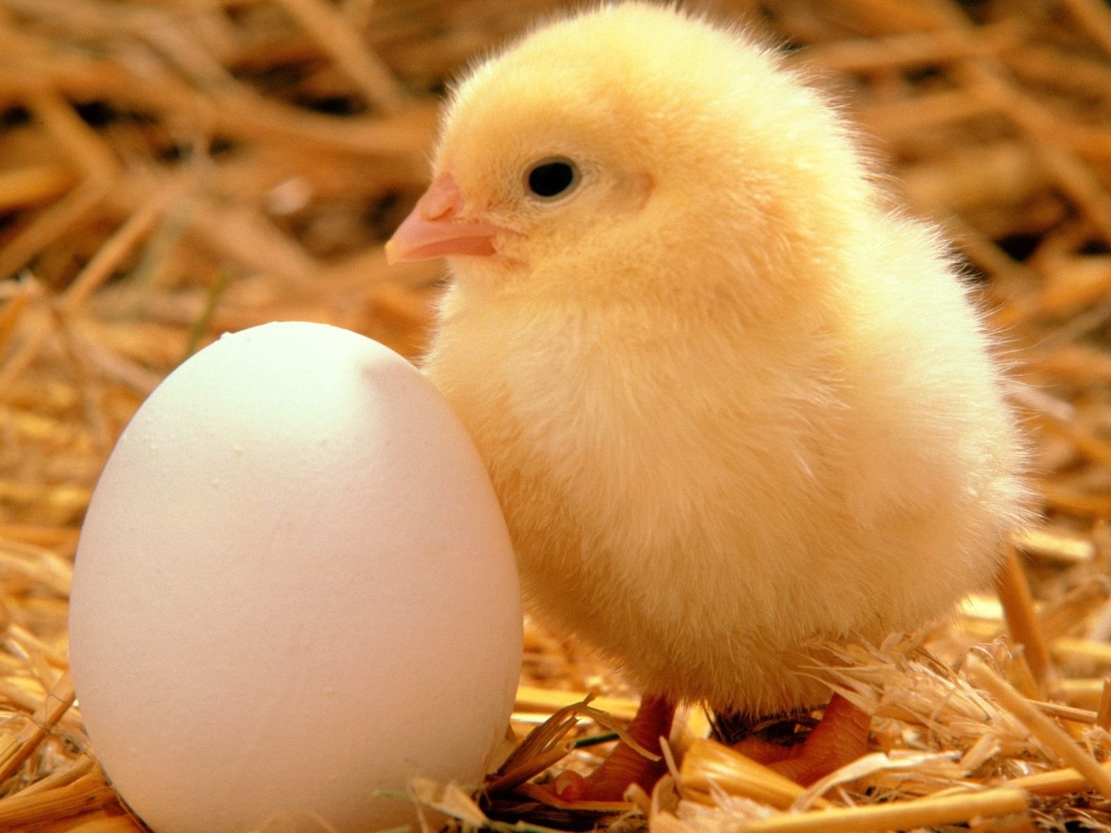1963 скачать обои цыплята, животные, яйца, оранжевые - заставки и картинки бесплатно