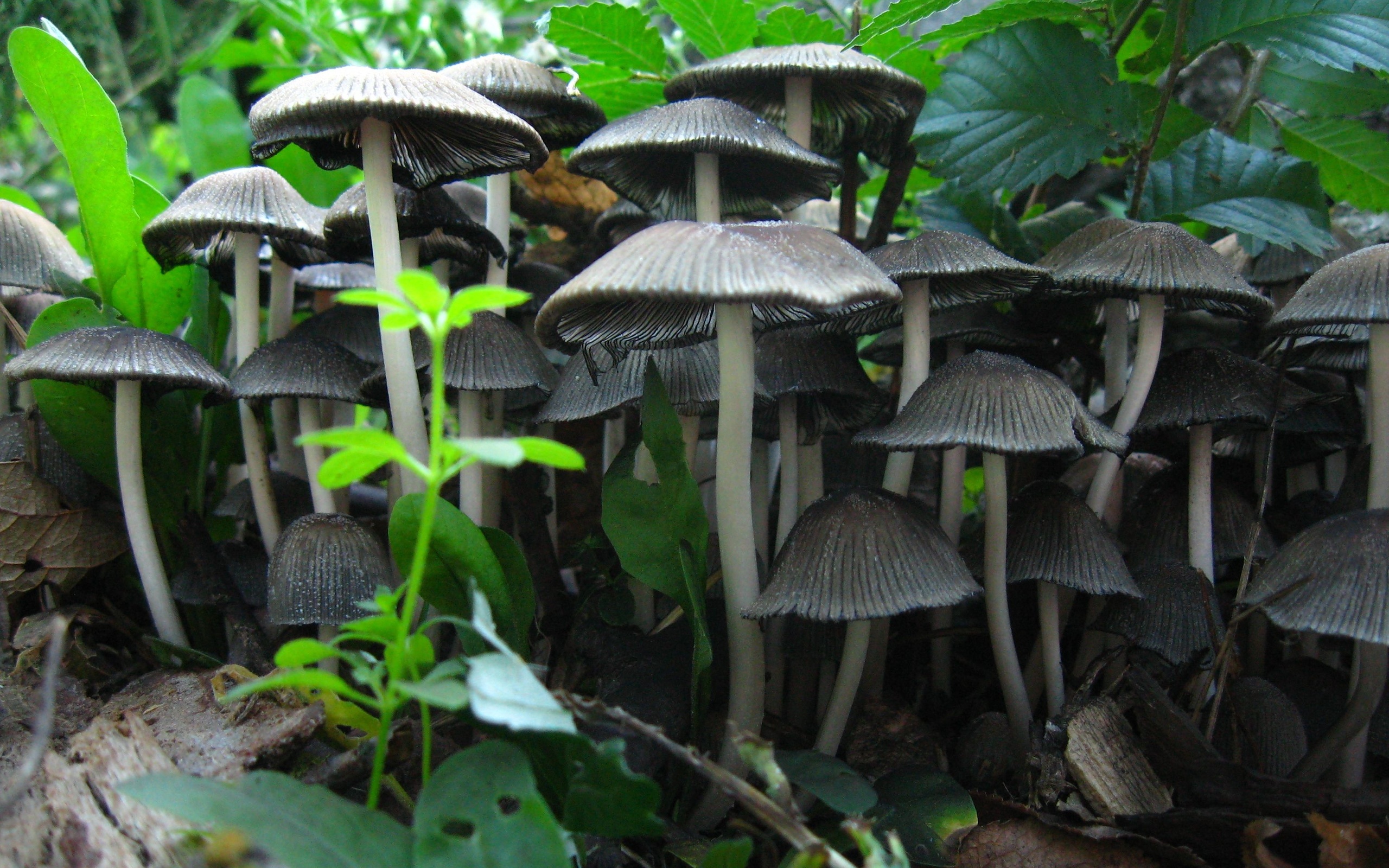 Téléchargez des papiers peints mobile Champignon, La Nature, Terre/nature gratuitement.