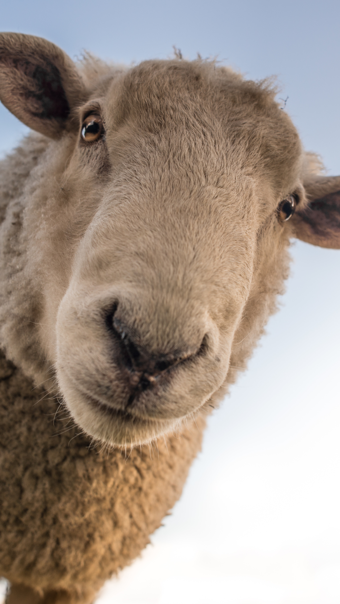 Download mobile wallpaper Close Up, Animal, Sheep for free.