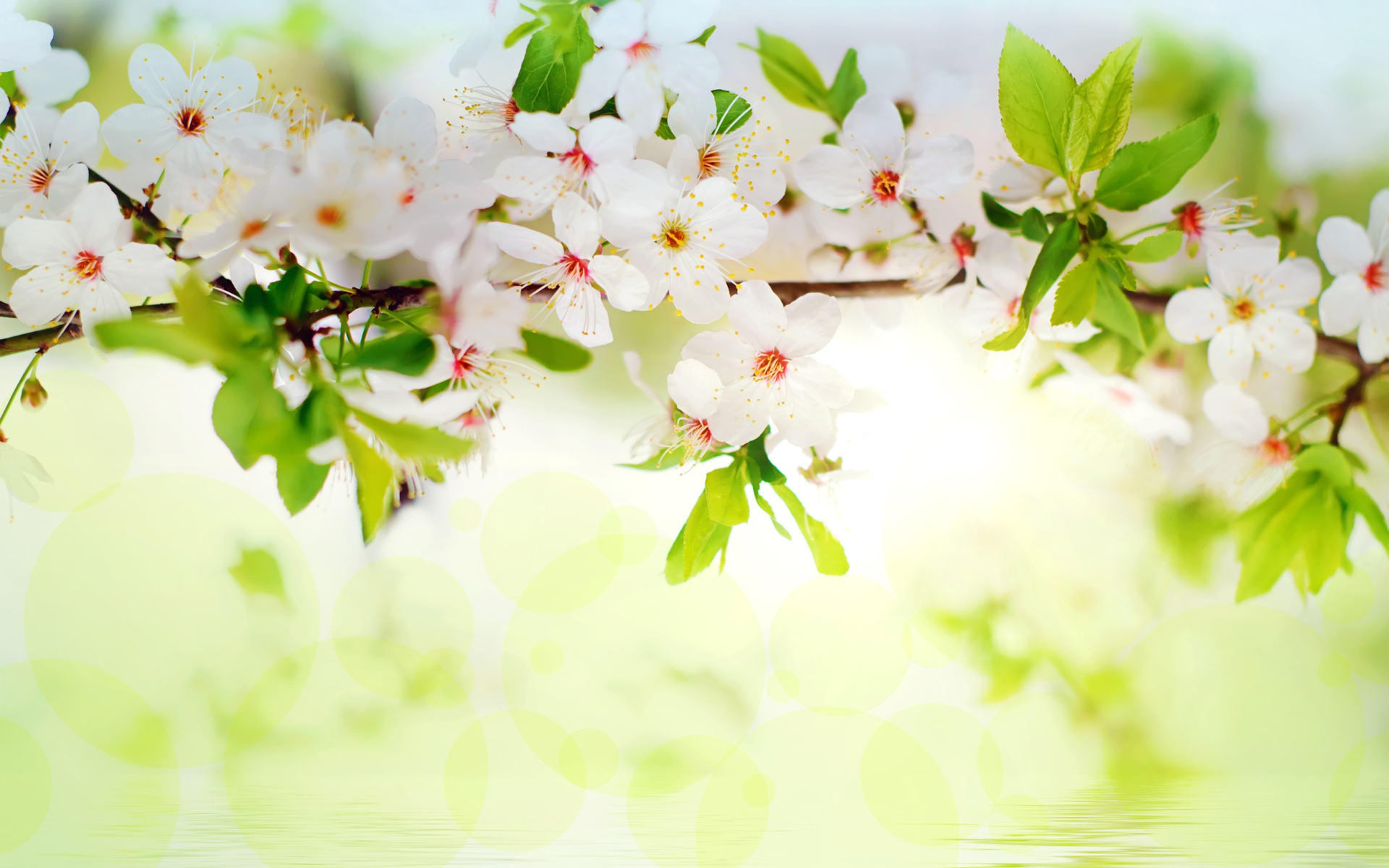 Download mobile wallpaper Flowers, Earth, Blossom for free.