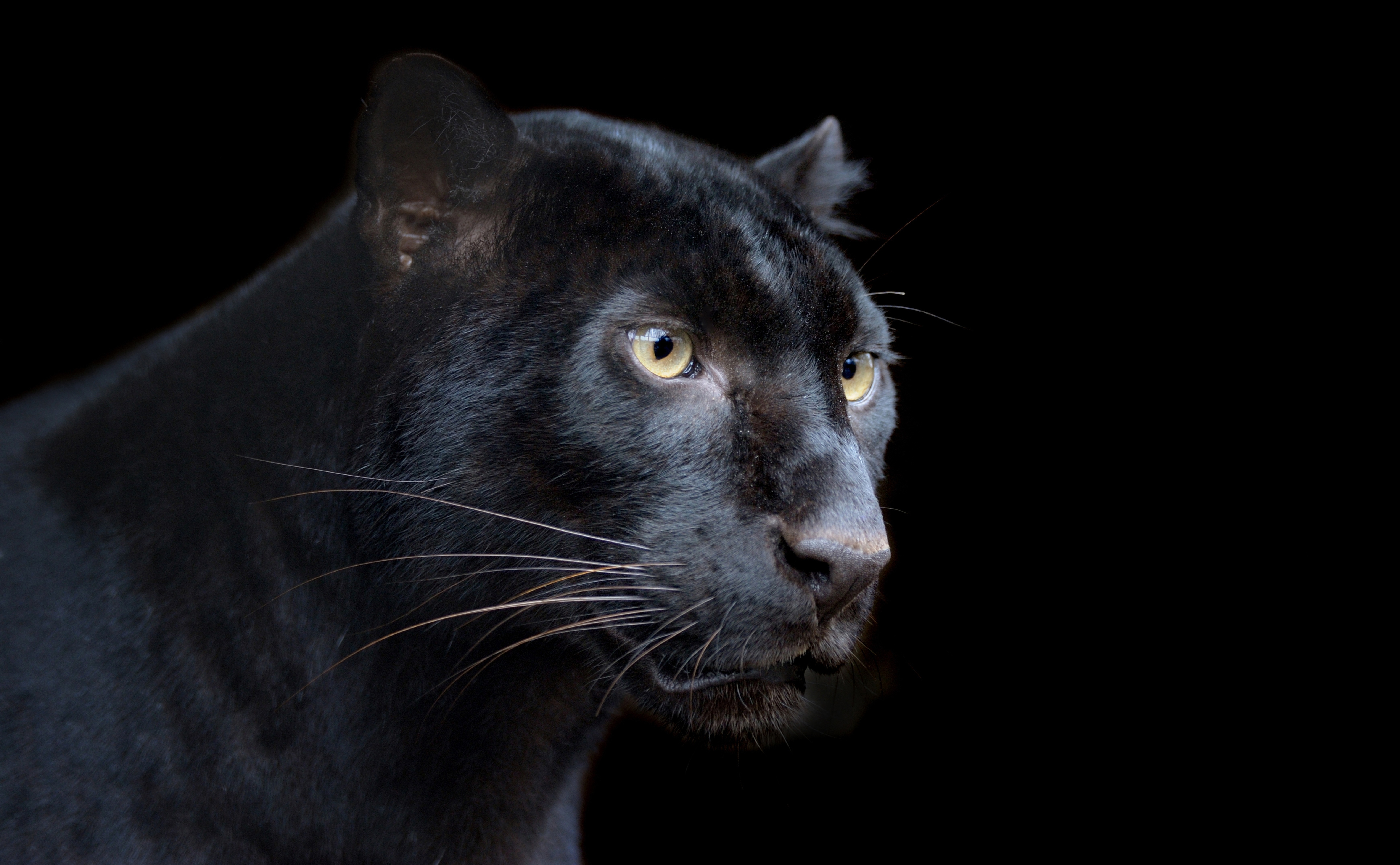 Скачать картинку Черная Пантера, Животные, Кошки в телефон бесплатно.