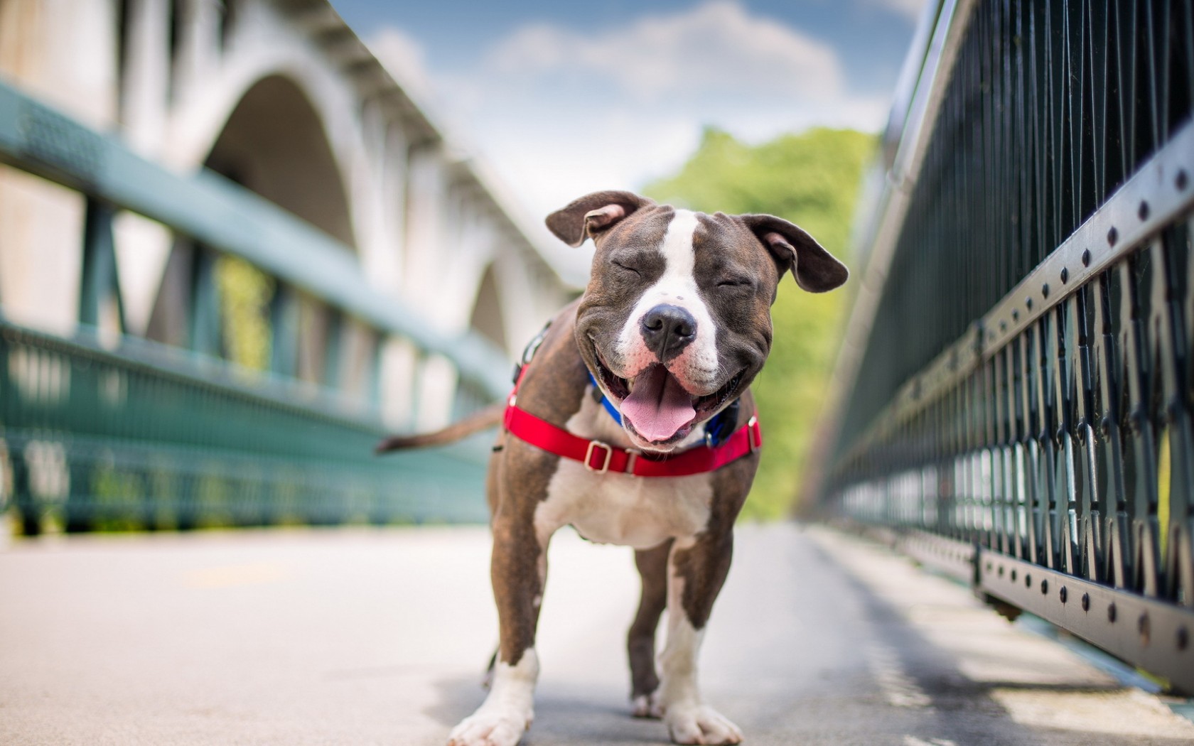 Téléchargez gratuitement l'image Animaux, Chiens, Chien sur le bureau de votre PC