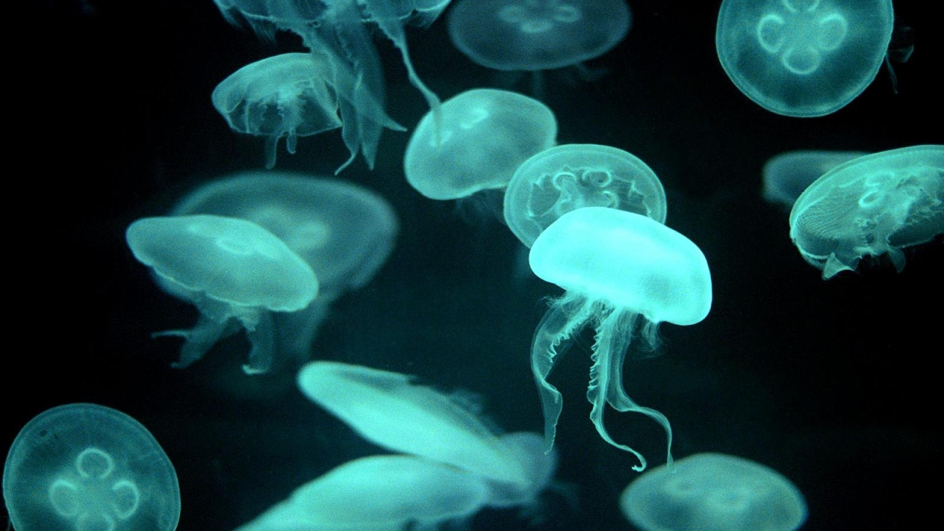 Free download wallpaper Jellyfish, Animal on your PC desktop