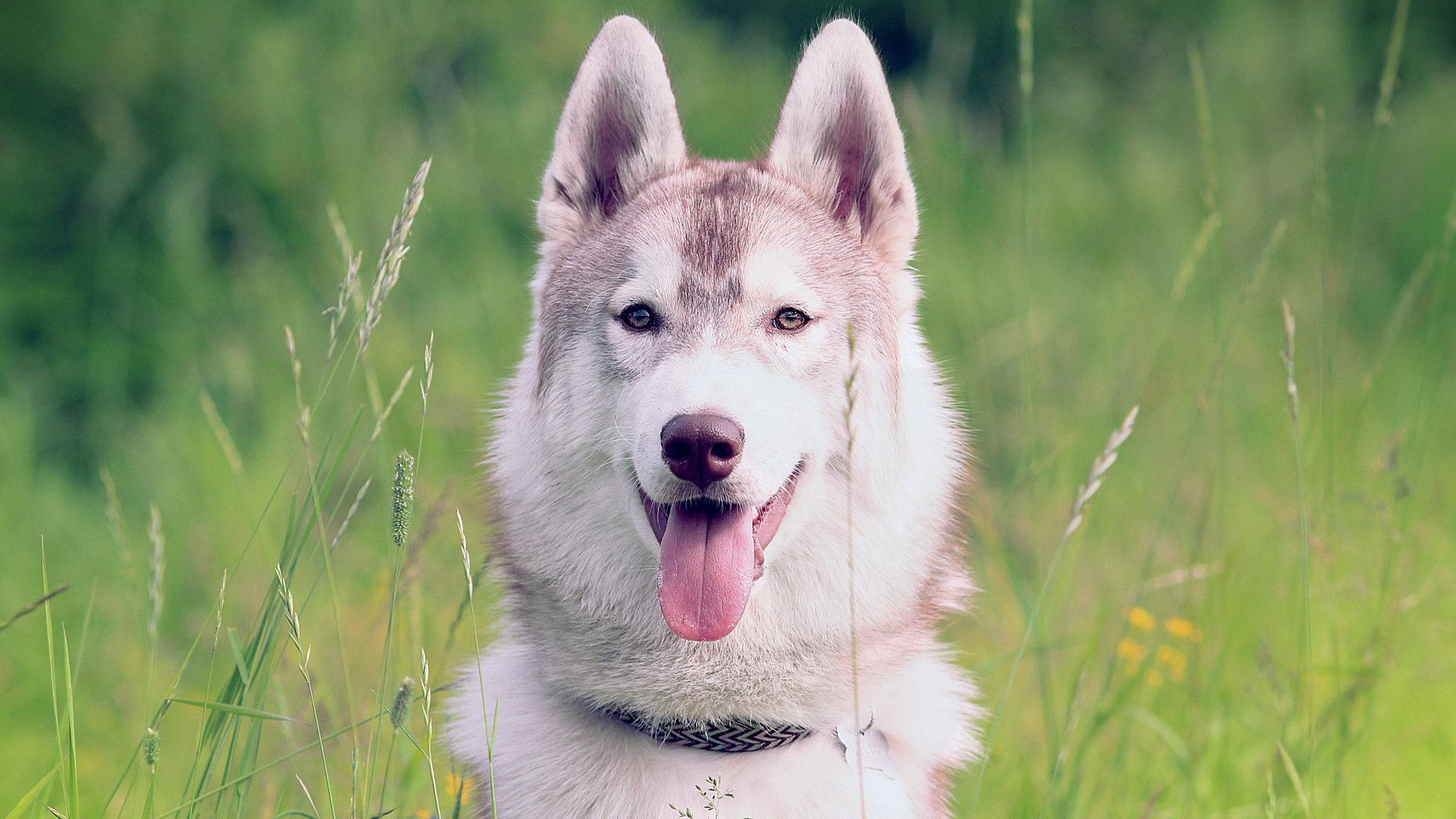 Téléchargez des papiers peints mobile Animaux, Chien gratuitement.