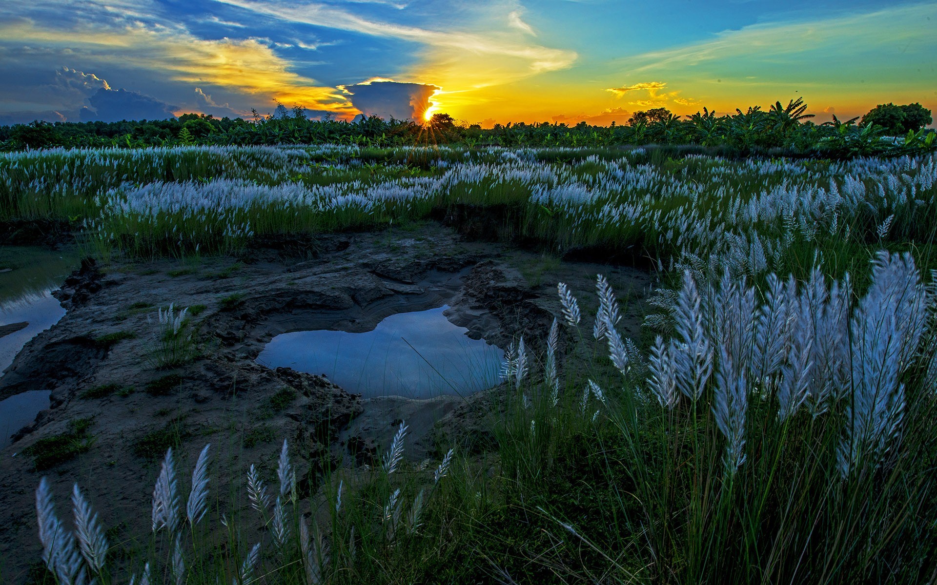 earth, landscape, grass, india, puddle, sunset