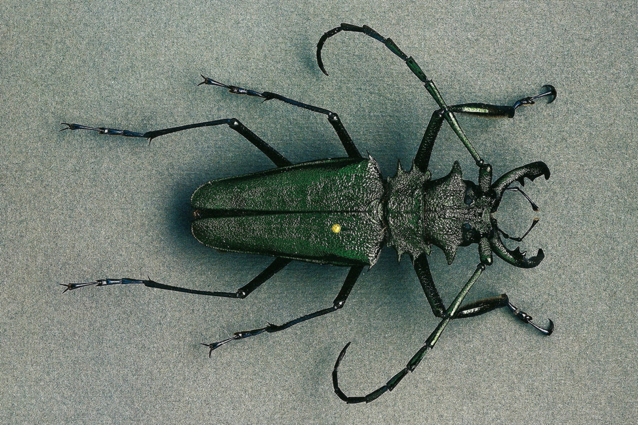 insect, animal, beetle