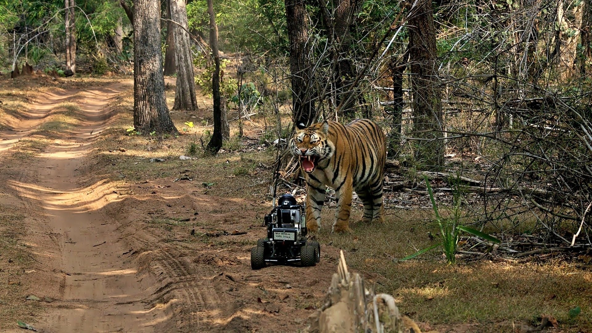 Descarga gratuita de fondo de pantalla para móvil de Animales, Tigre.